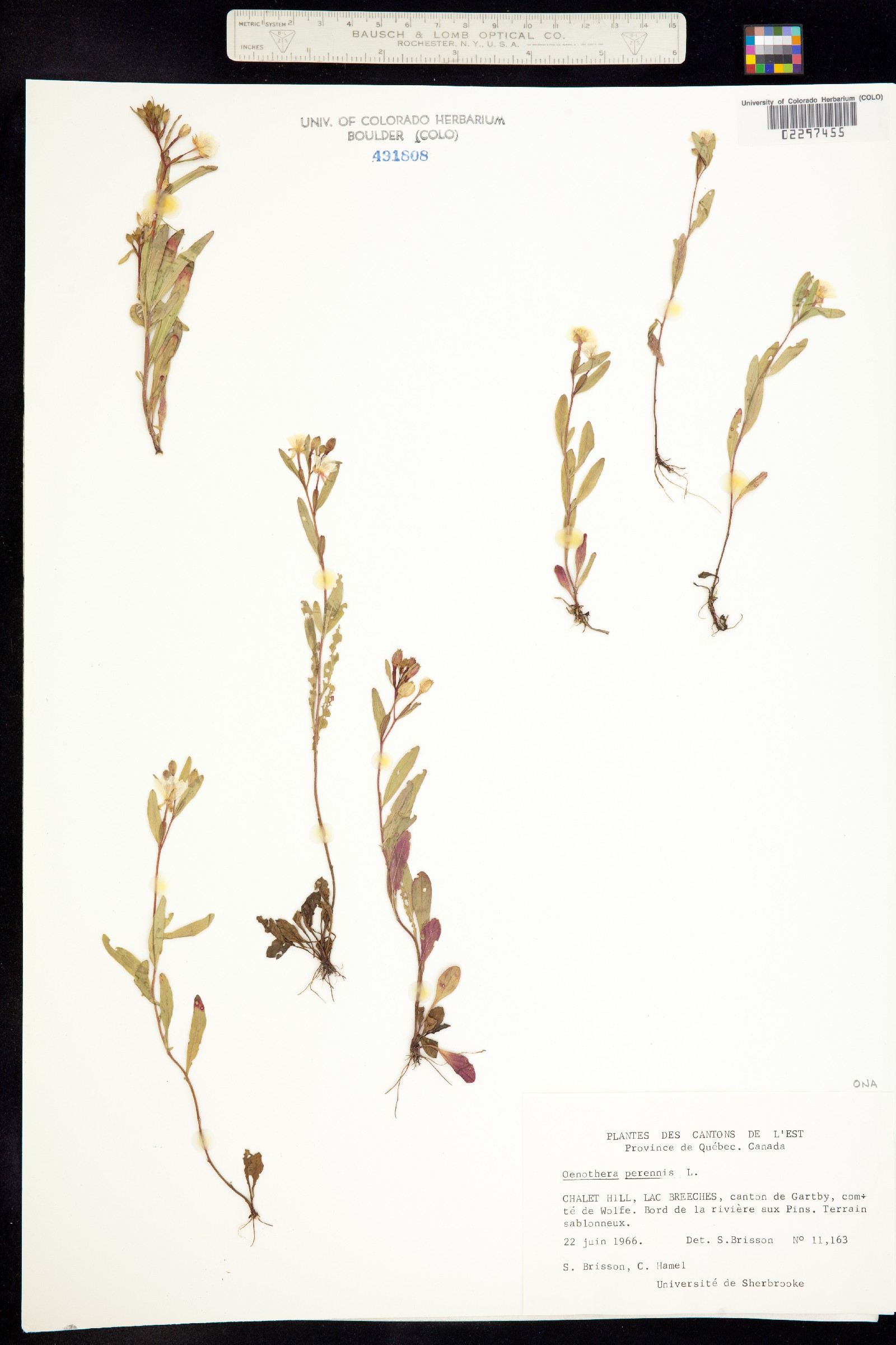 Oenothera perennis image