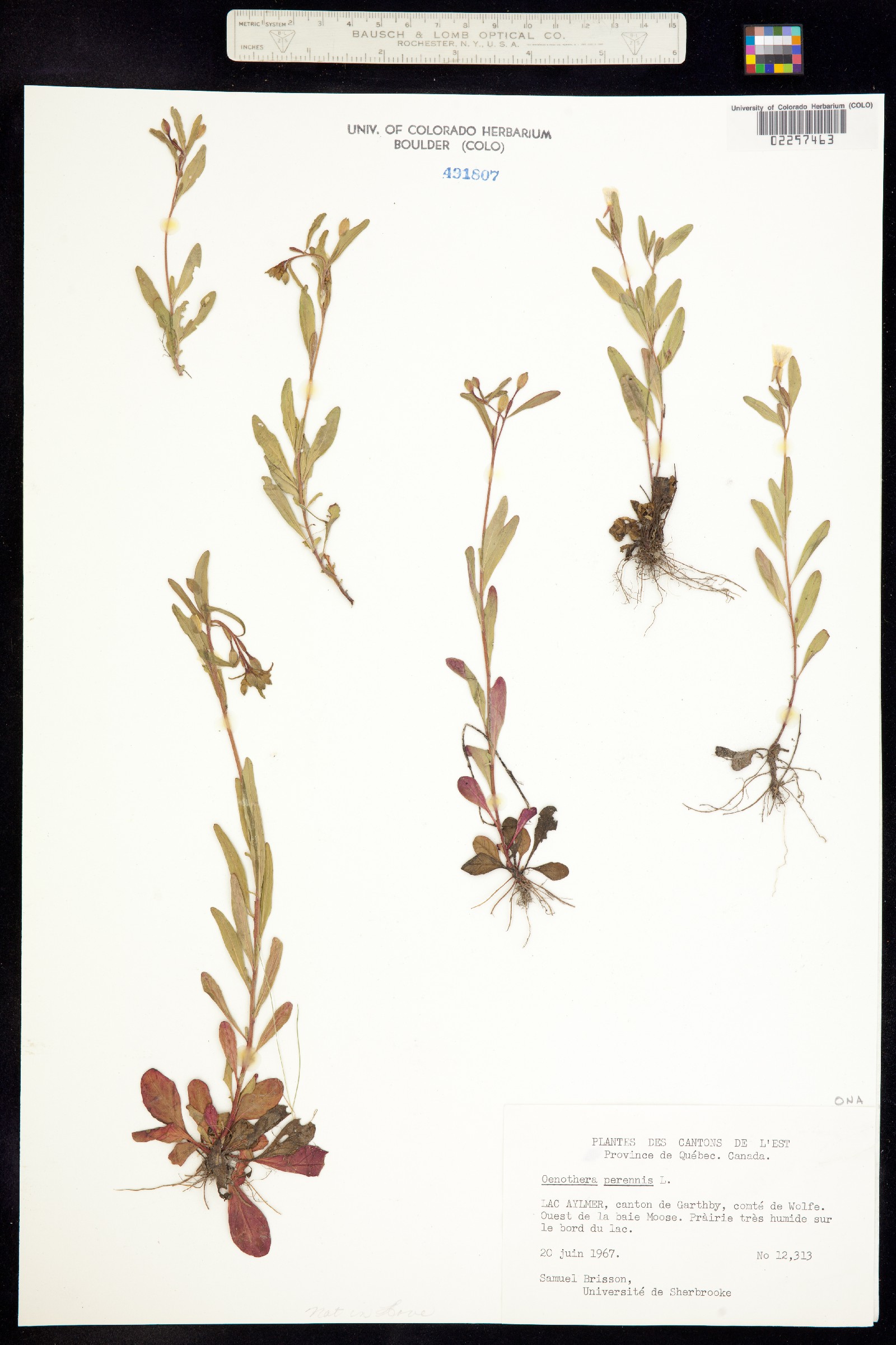 Oenothera perennis image