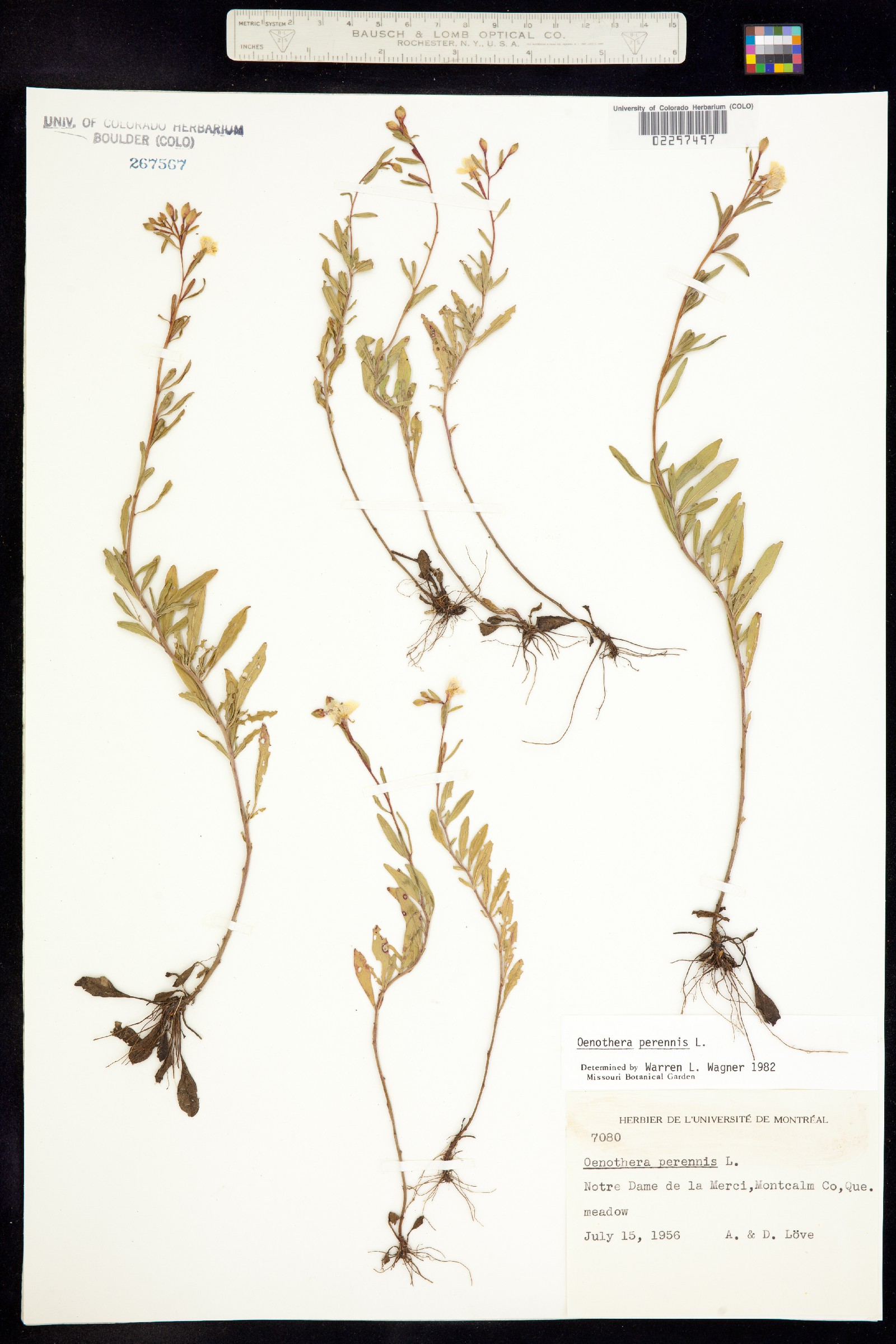 Oenothera perennis image