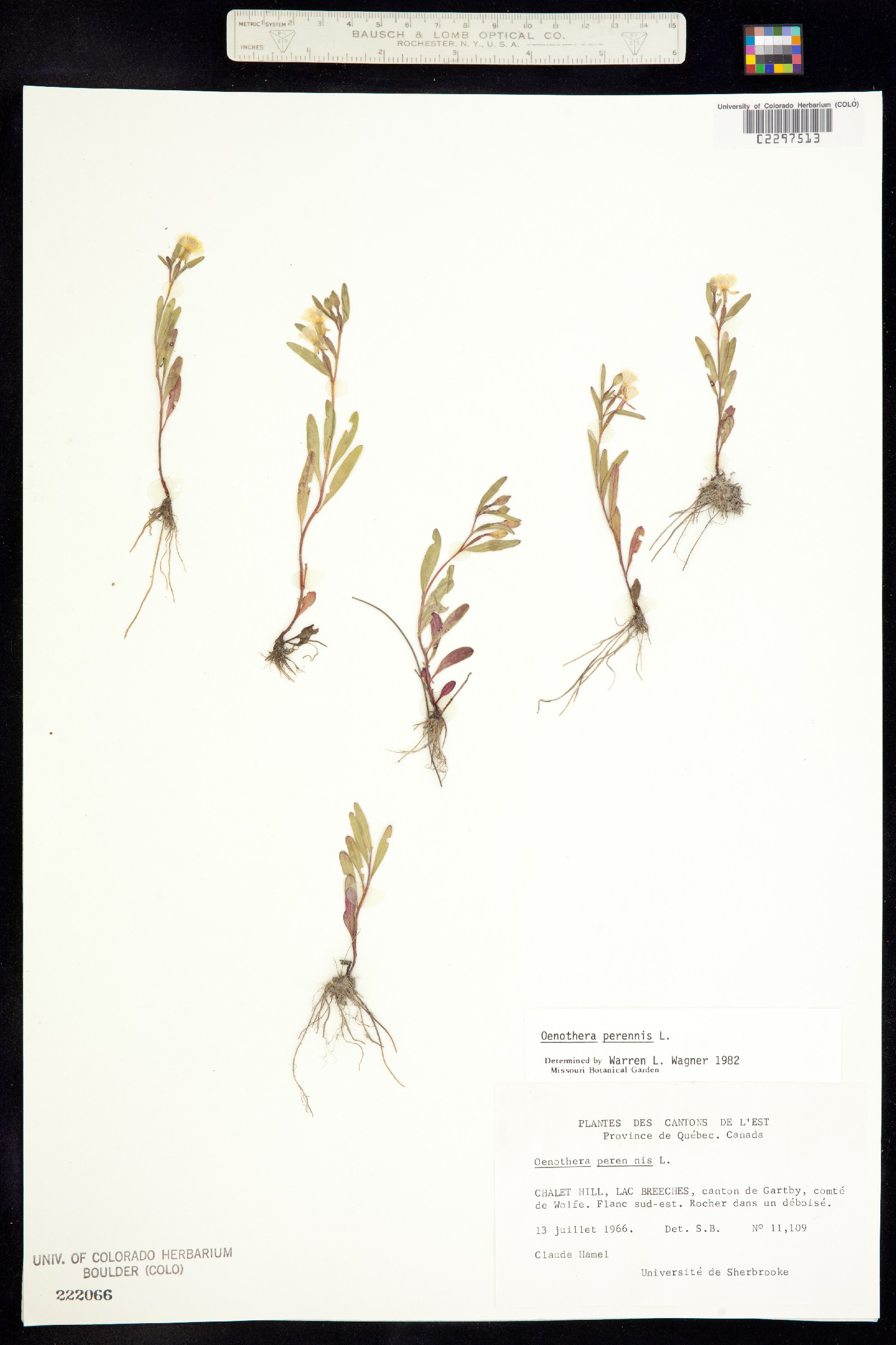 Oenothera perennis image