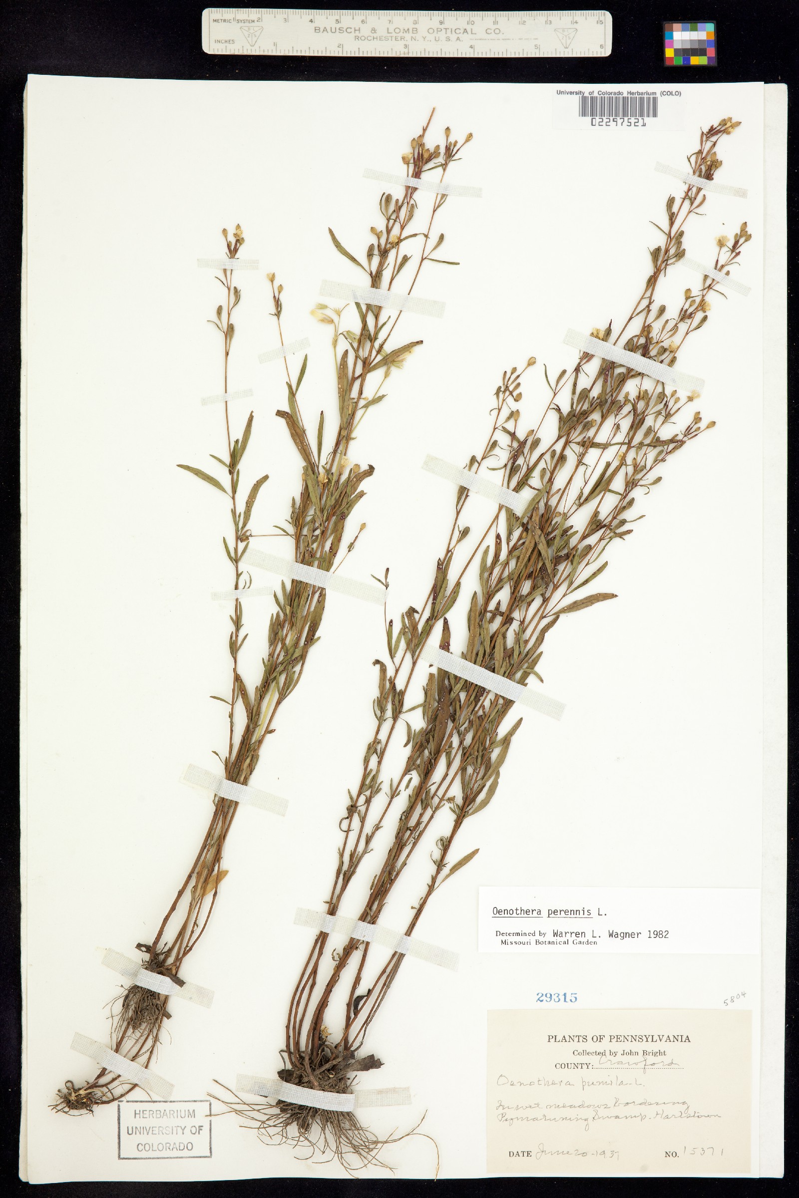 Oenothera perennis image