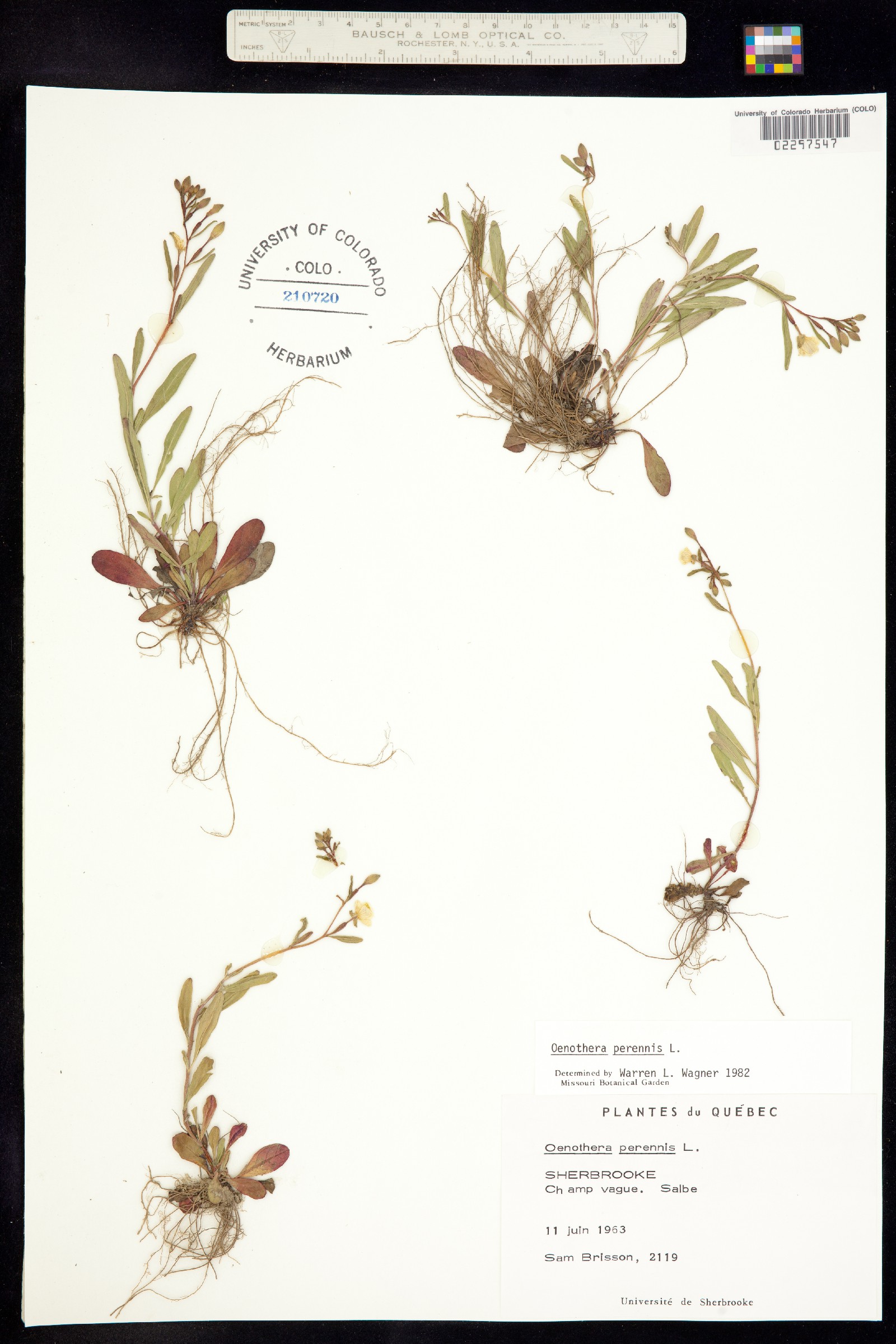 Oenothera perennis image