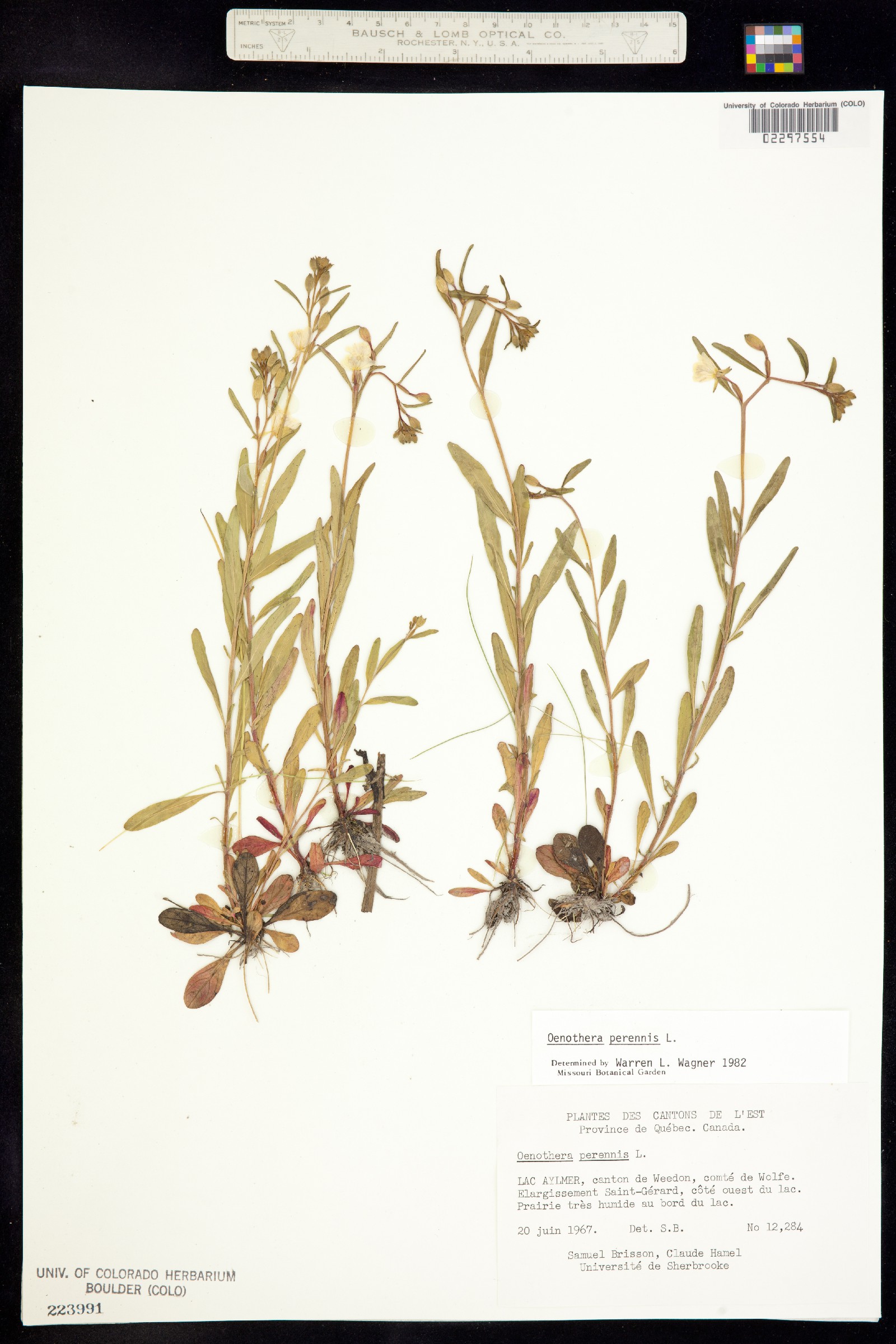 Oenothera perennis image