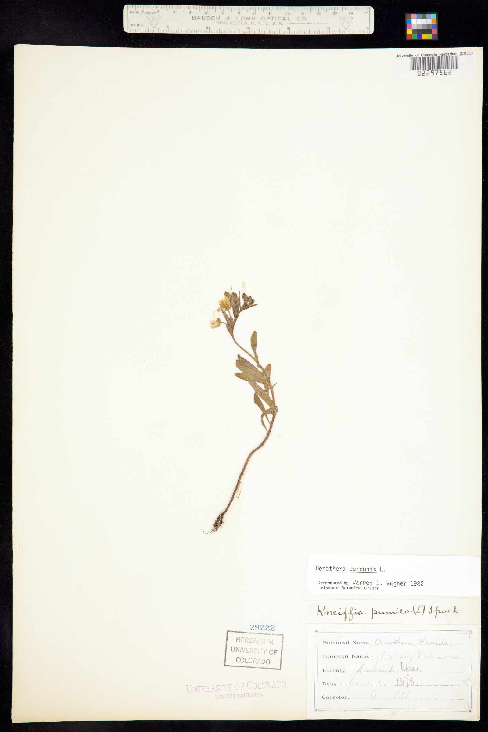 Oenothera perennis image