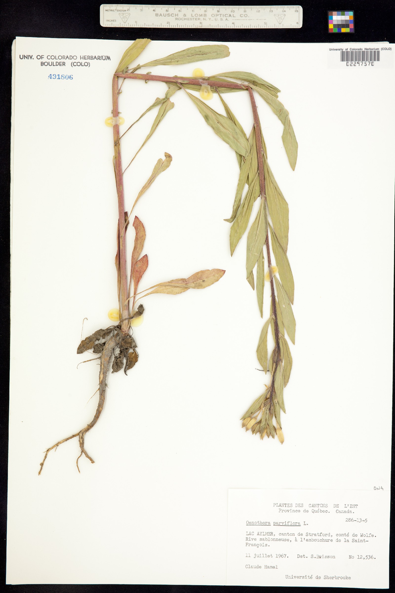 Oenothera parviflora image