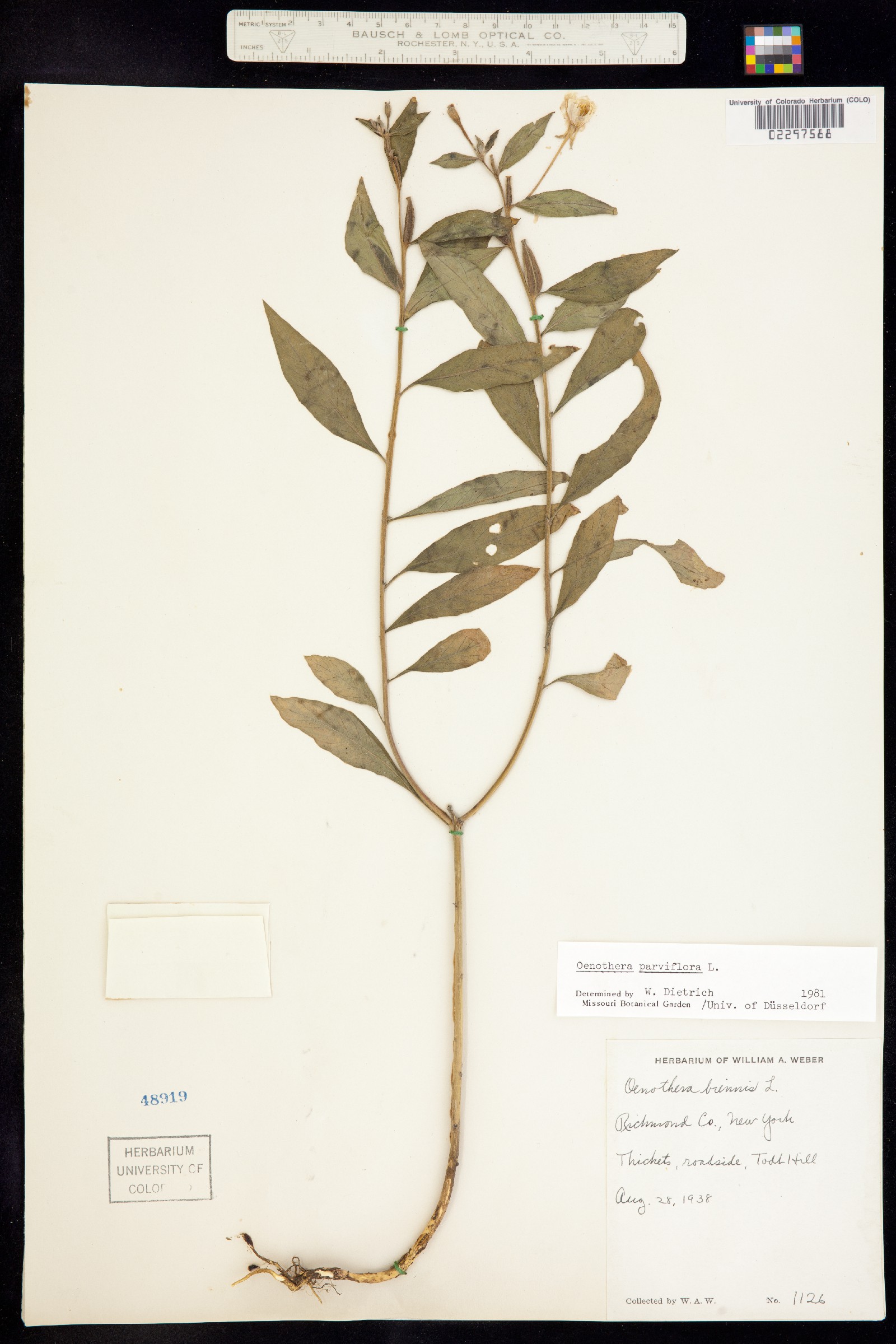 Oenothera parviflora image