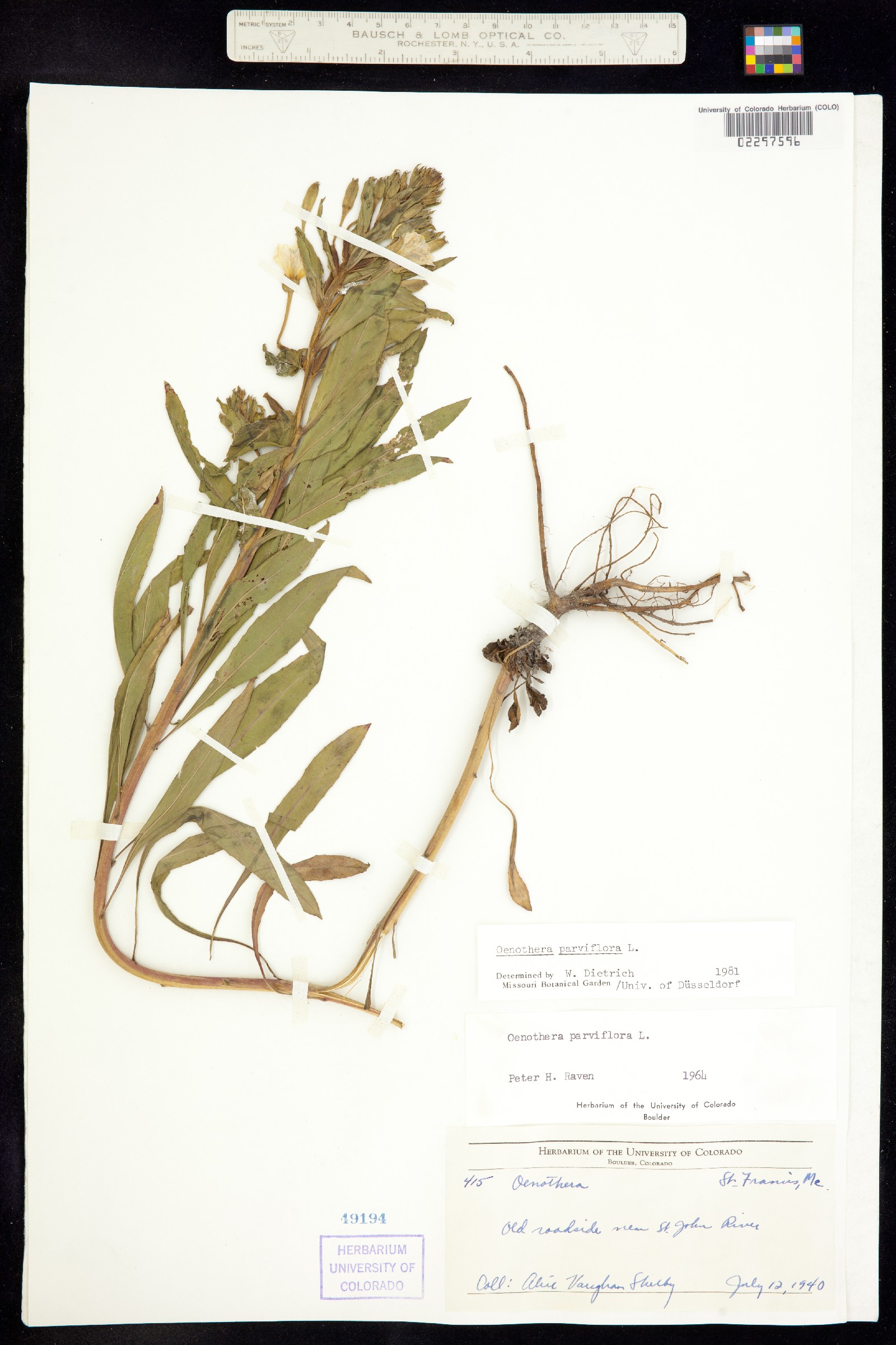 Oenothera parviflora image