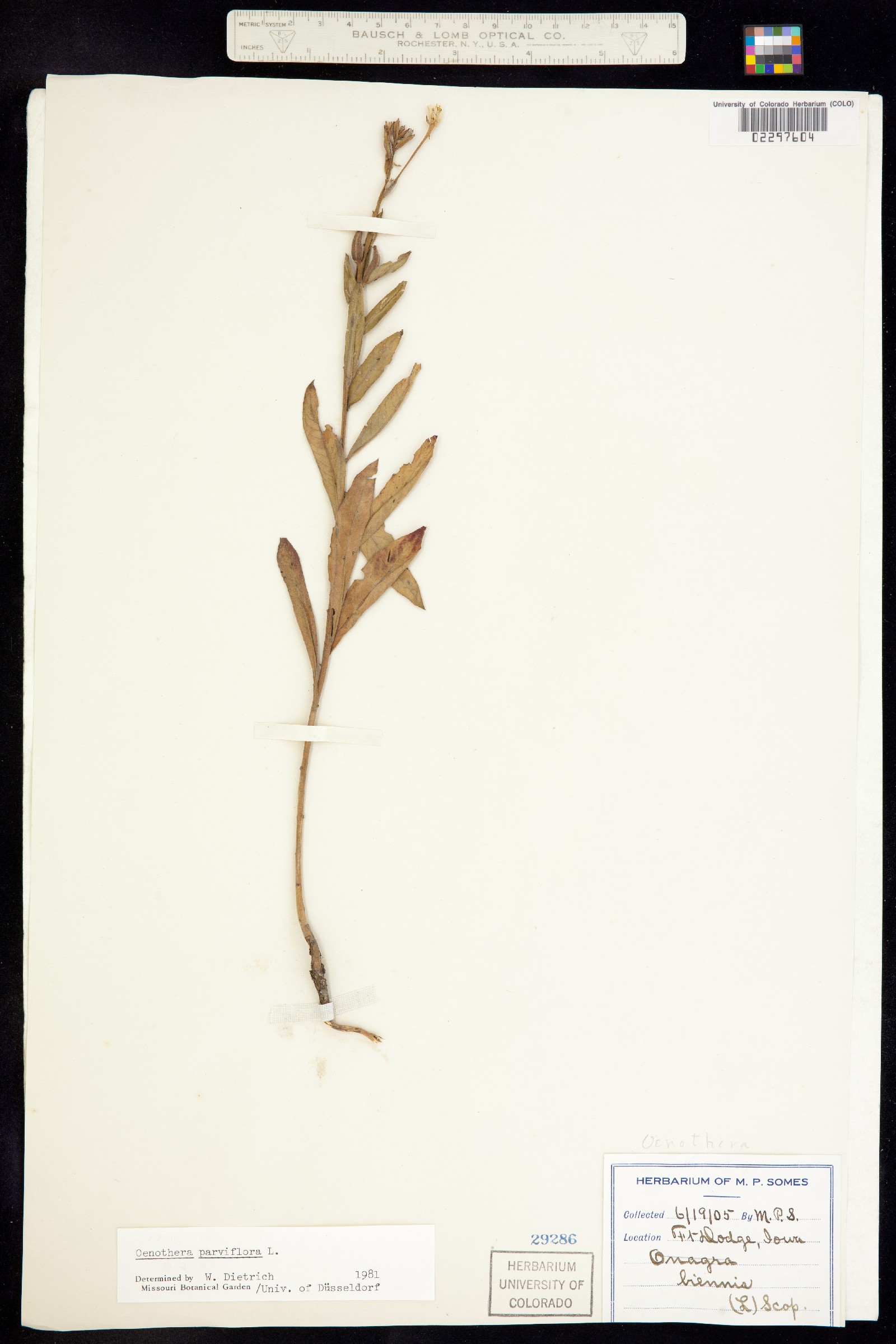 Oenothera parviflora image