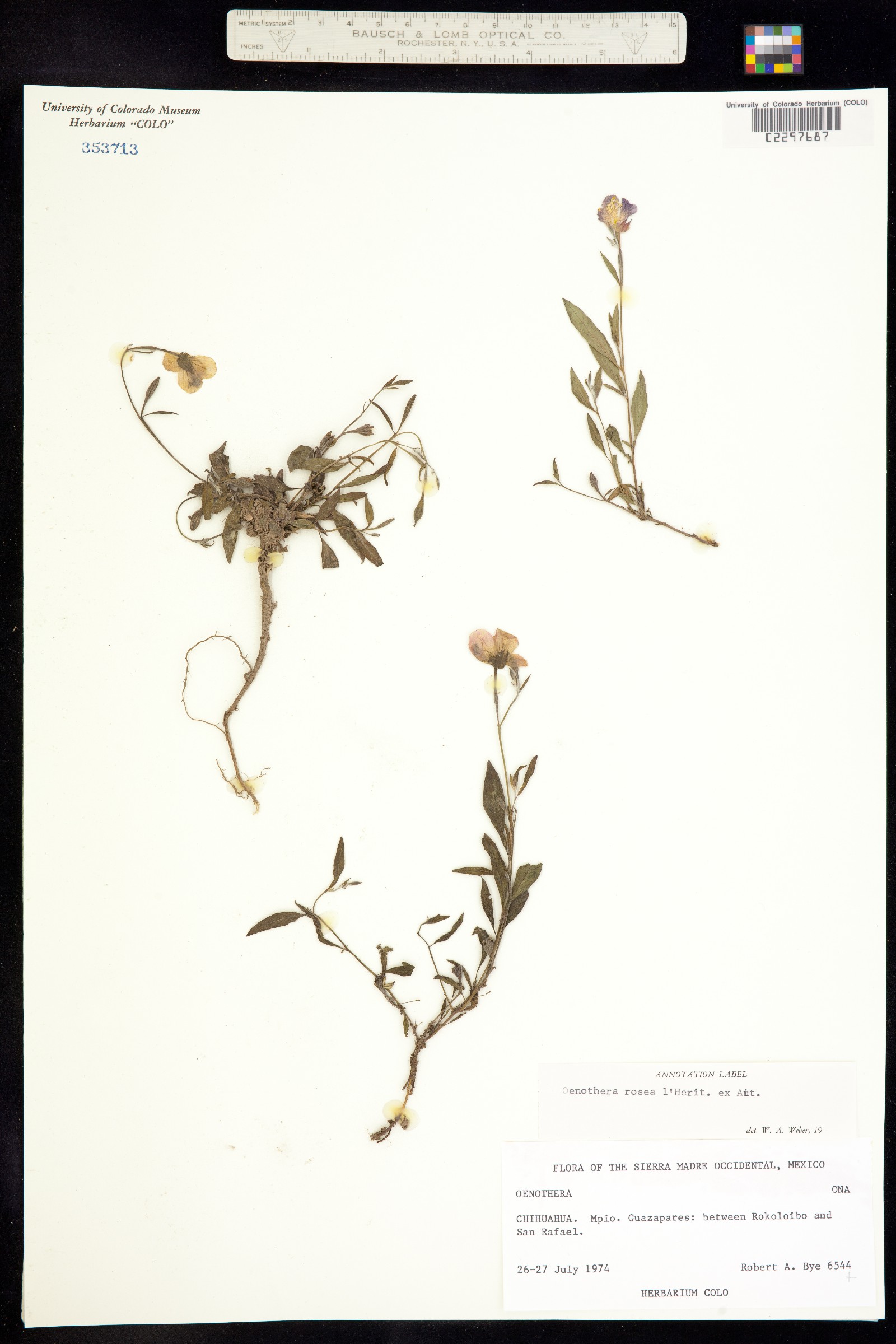 Oenothera rosea image