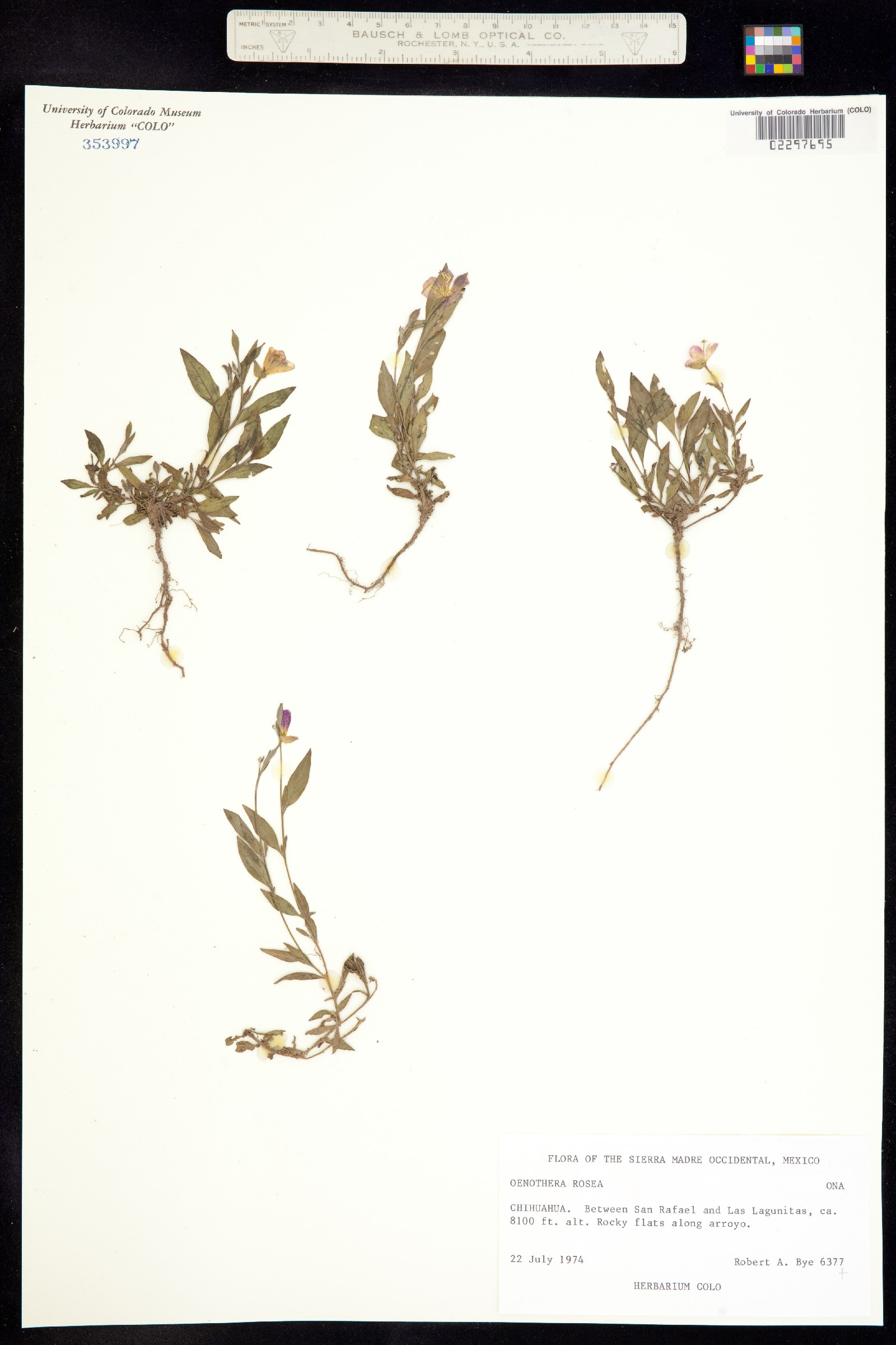 Oenothera rosea image