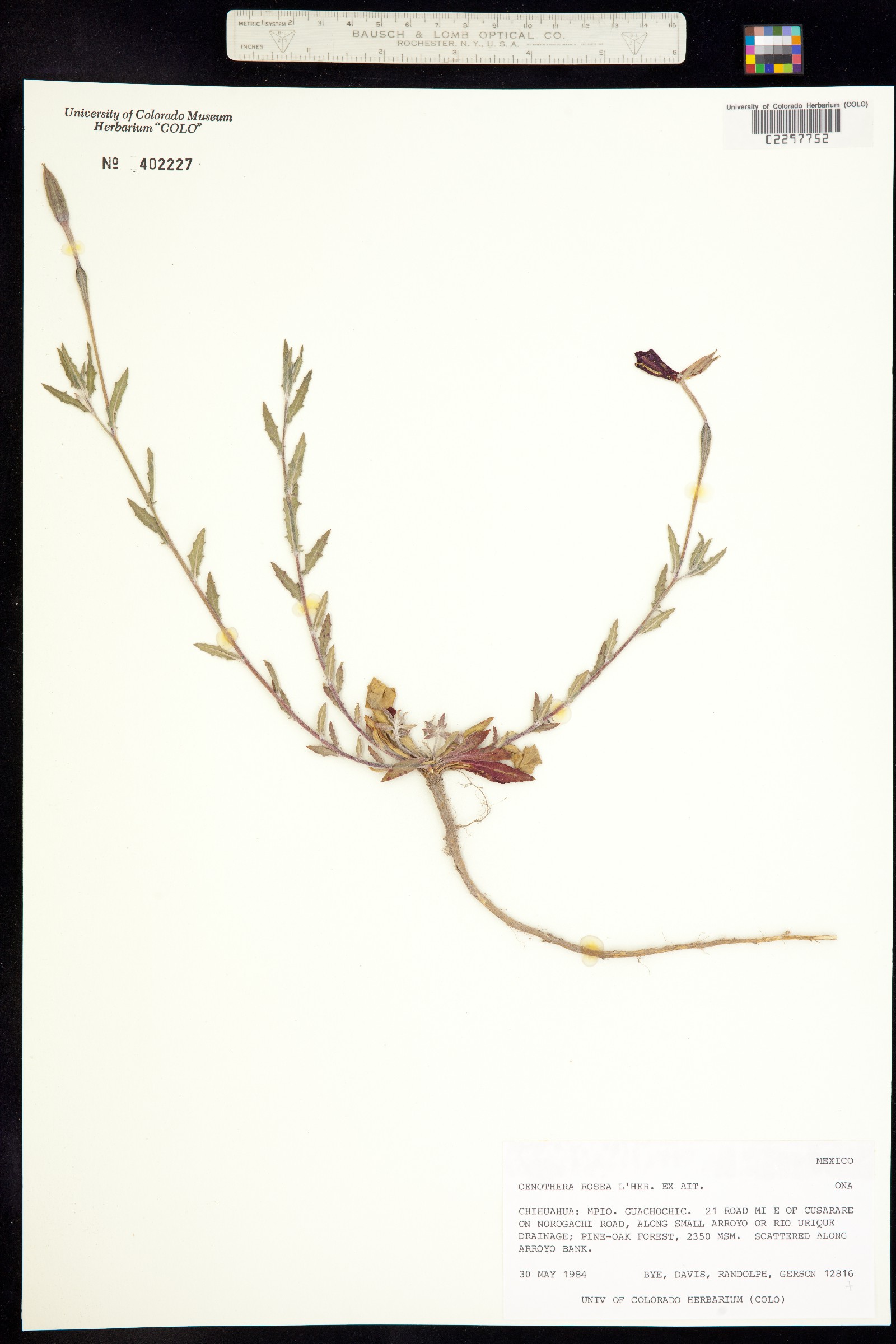 Oenothera rosea image