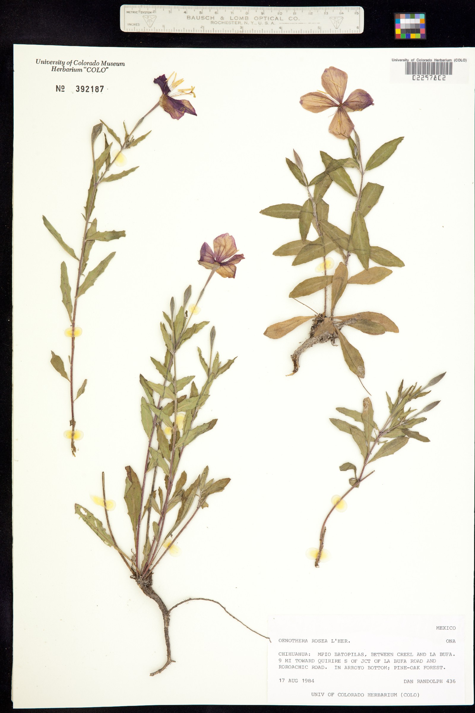 Oenothera rosea image