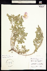 Oenothera speciosa image
