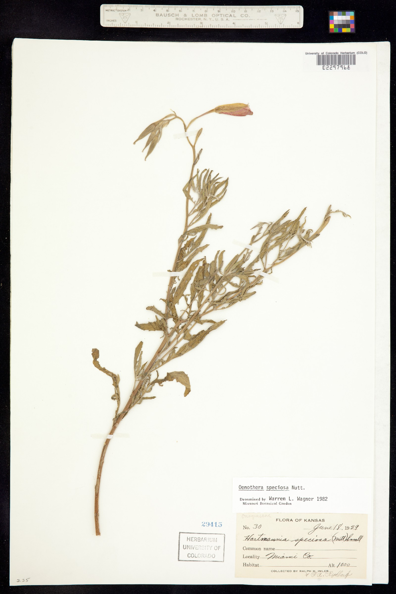 Oenothera speciosa image