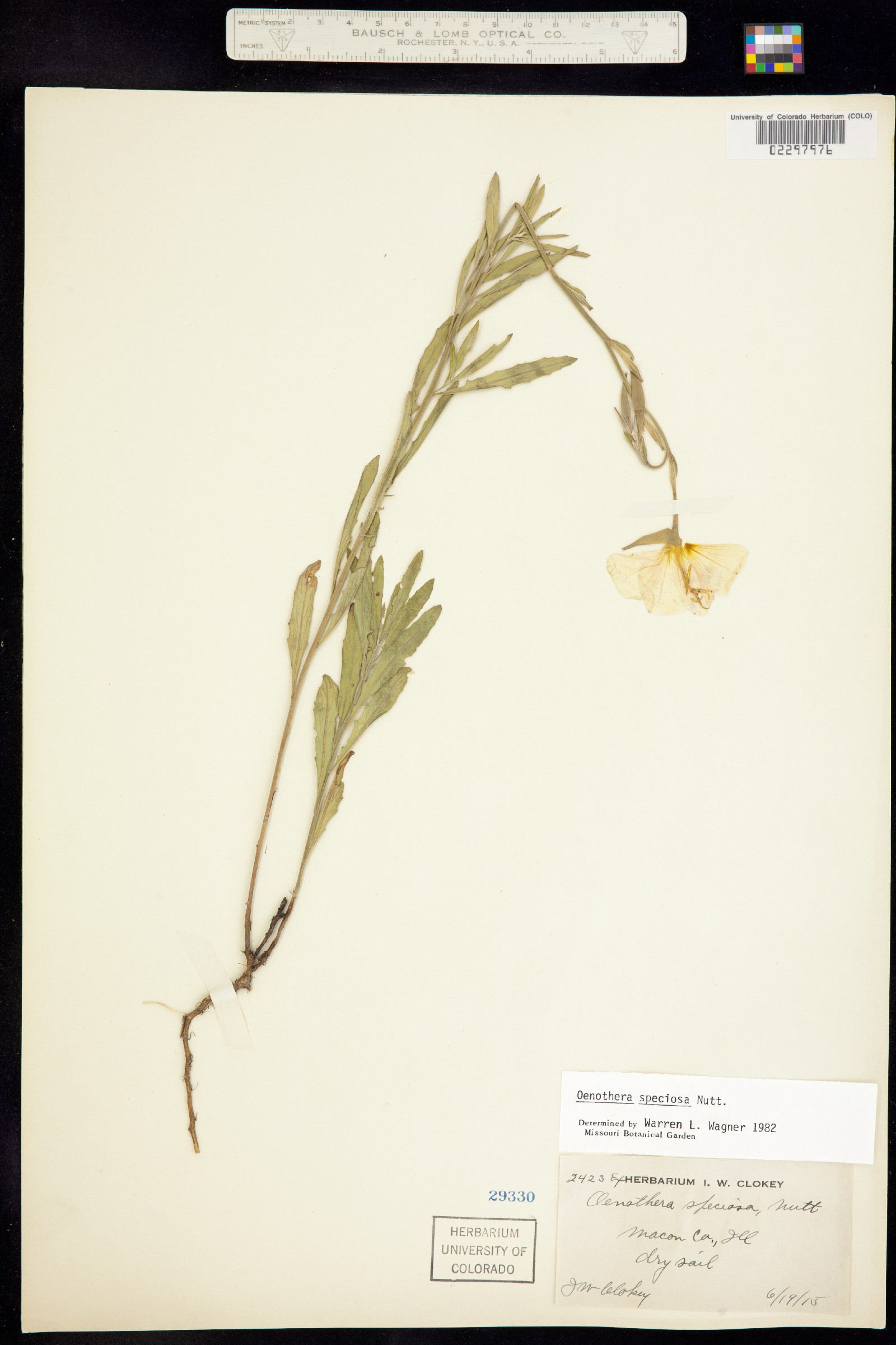 Oenothera speciosa image