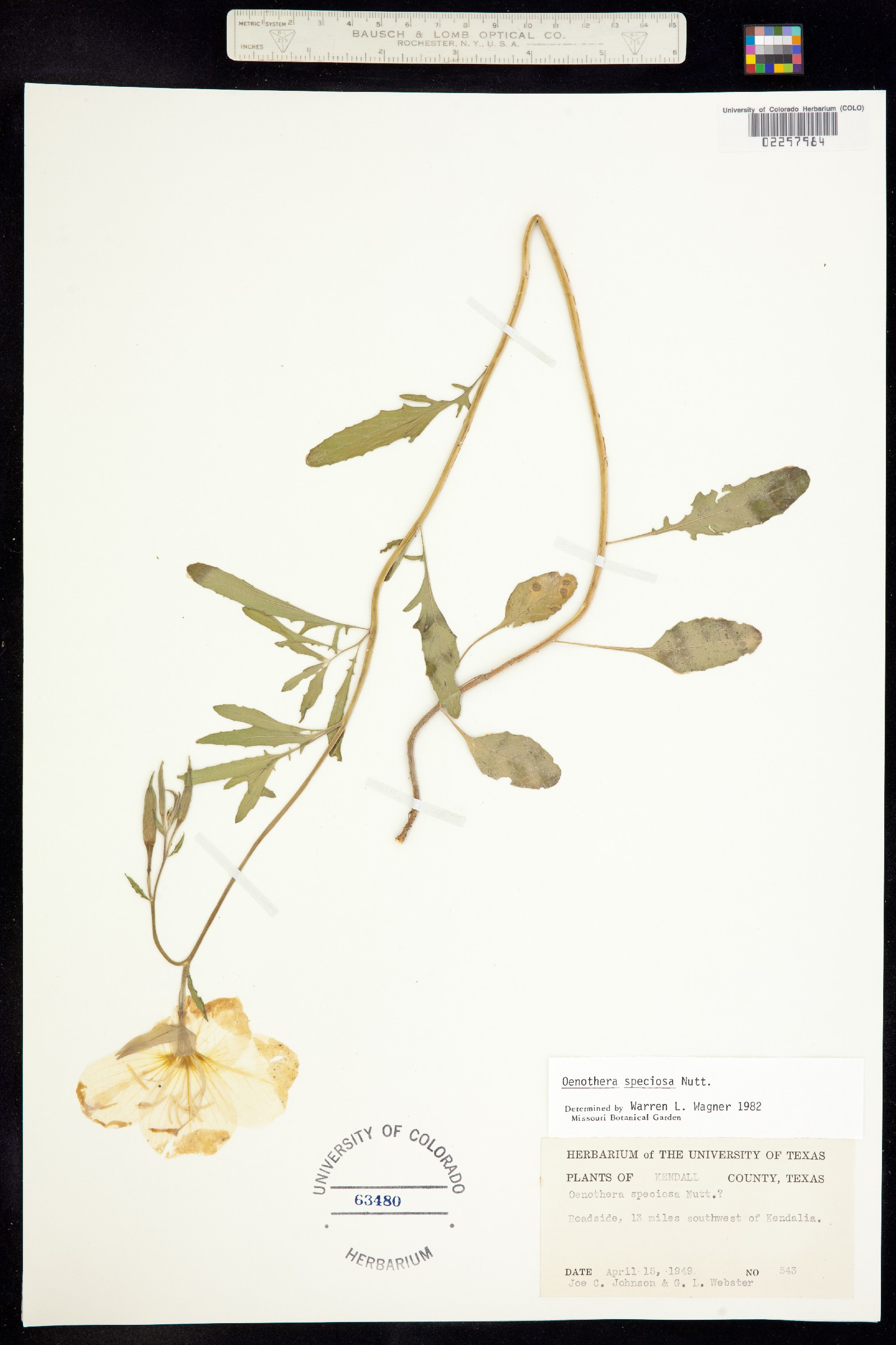 Oenothera speciosa image