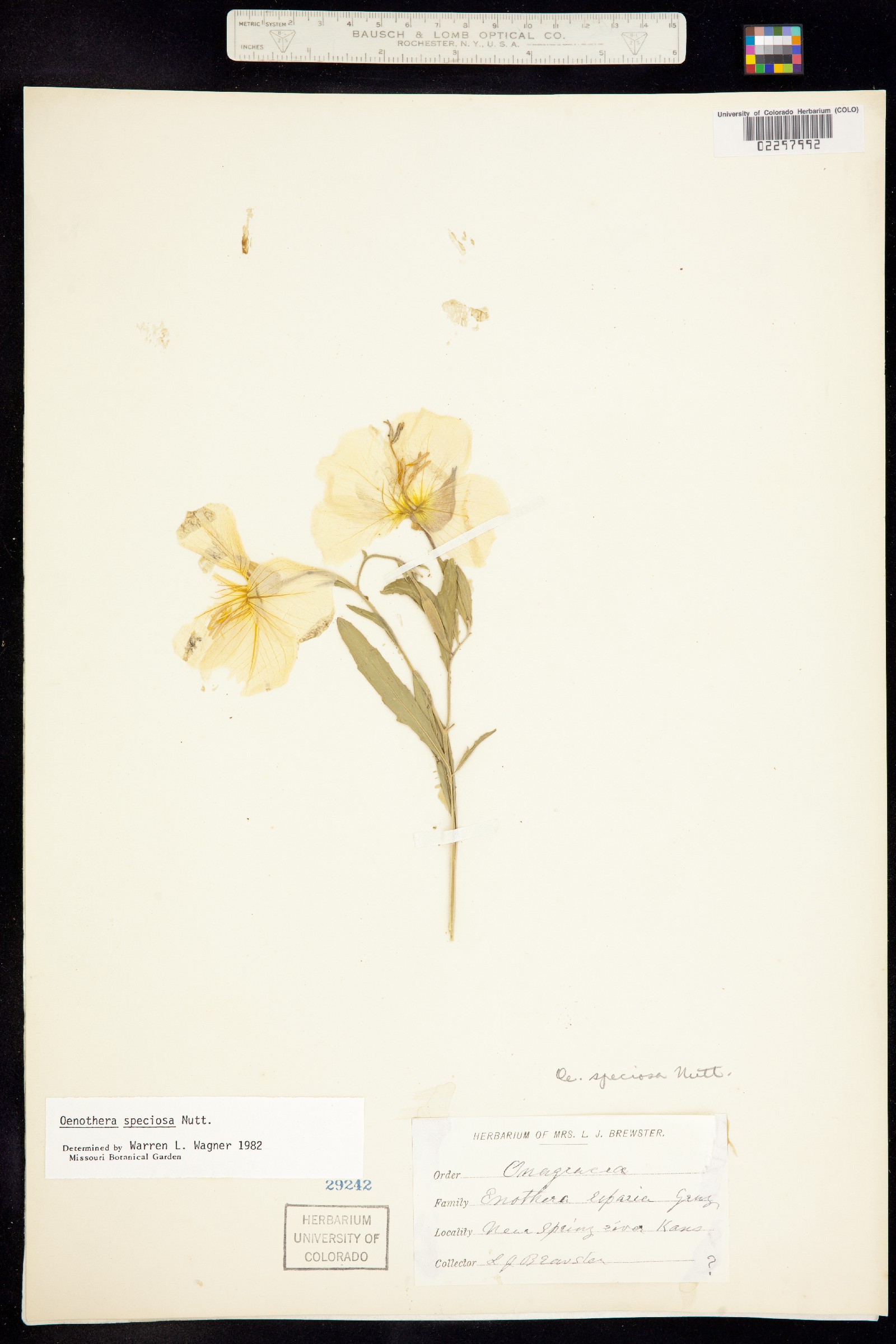 Oenothera speciosa image