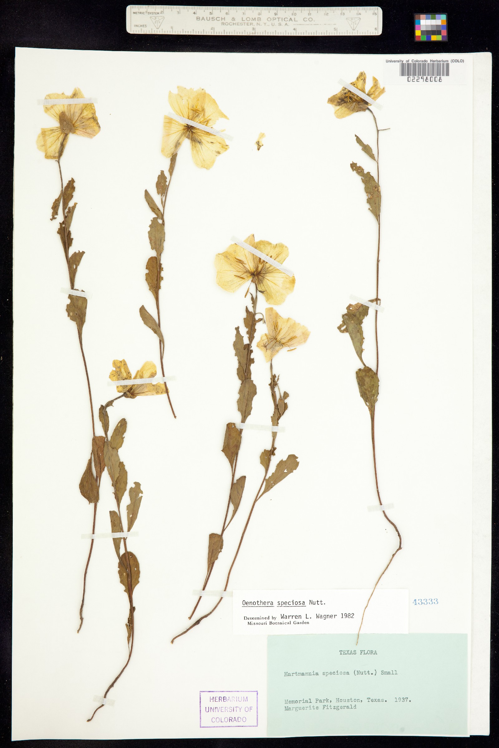 Oenothera speciosa image