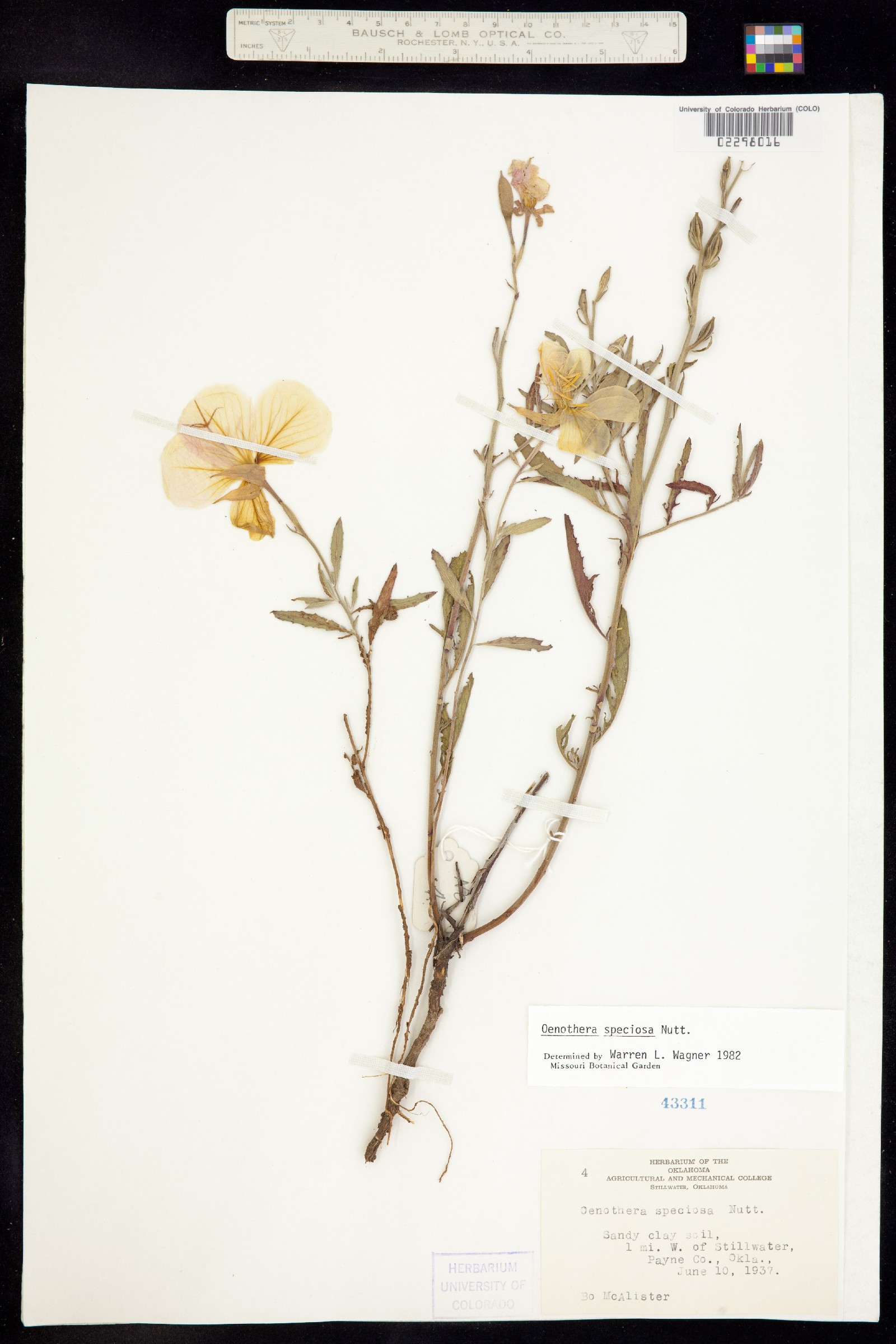 Oenothera speciosa image