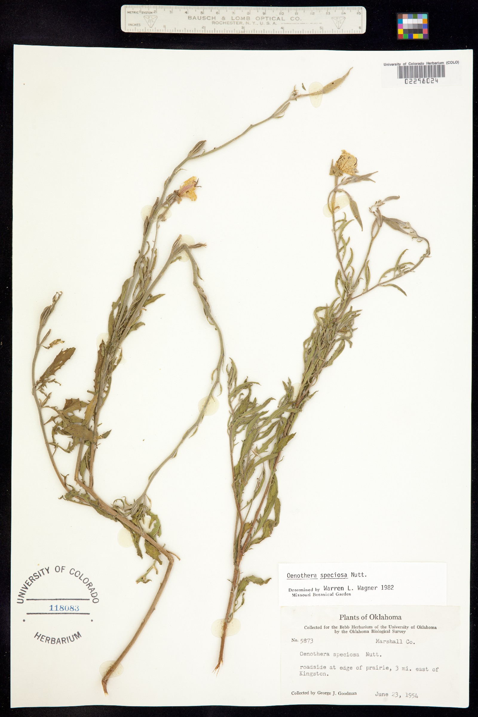Oenothera speciosa image