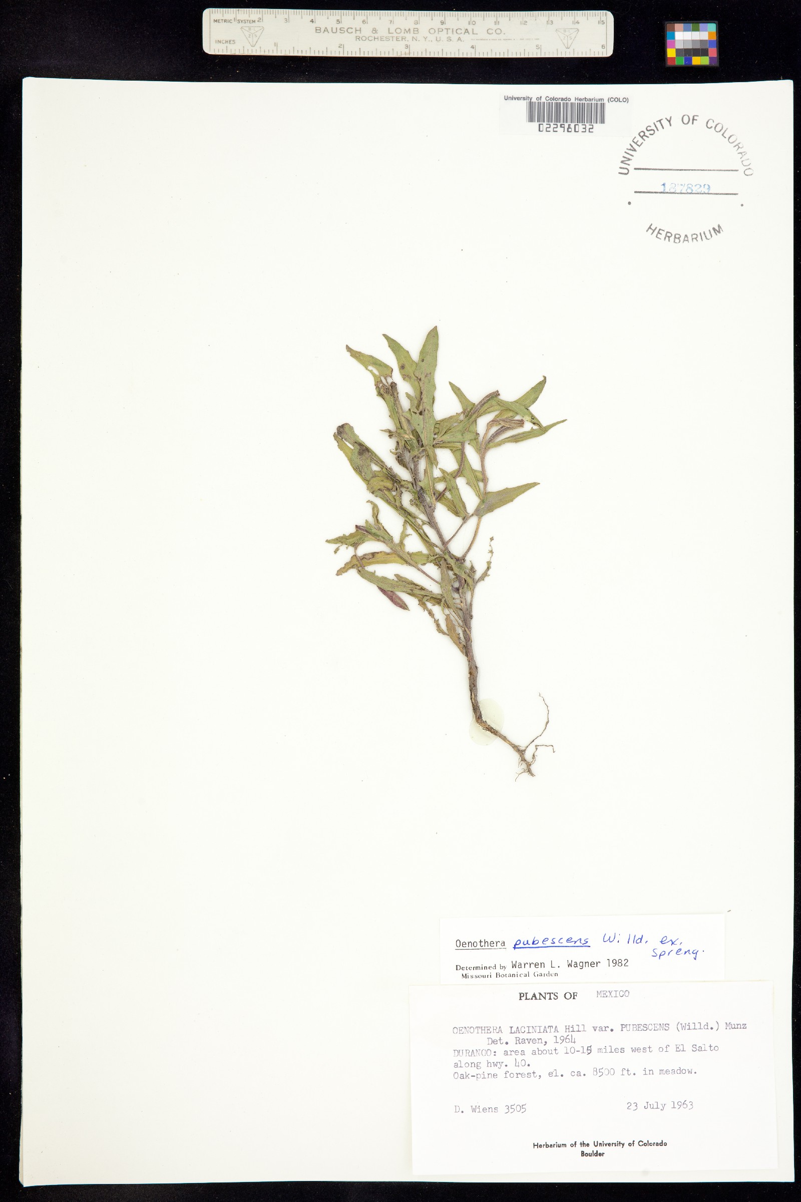 Oenothera image