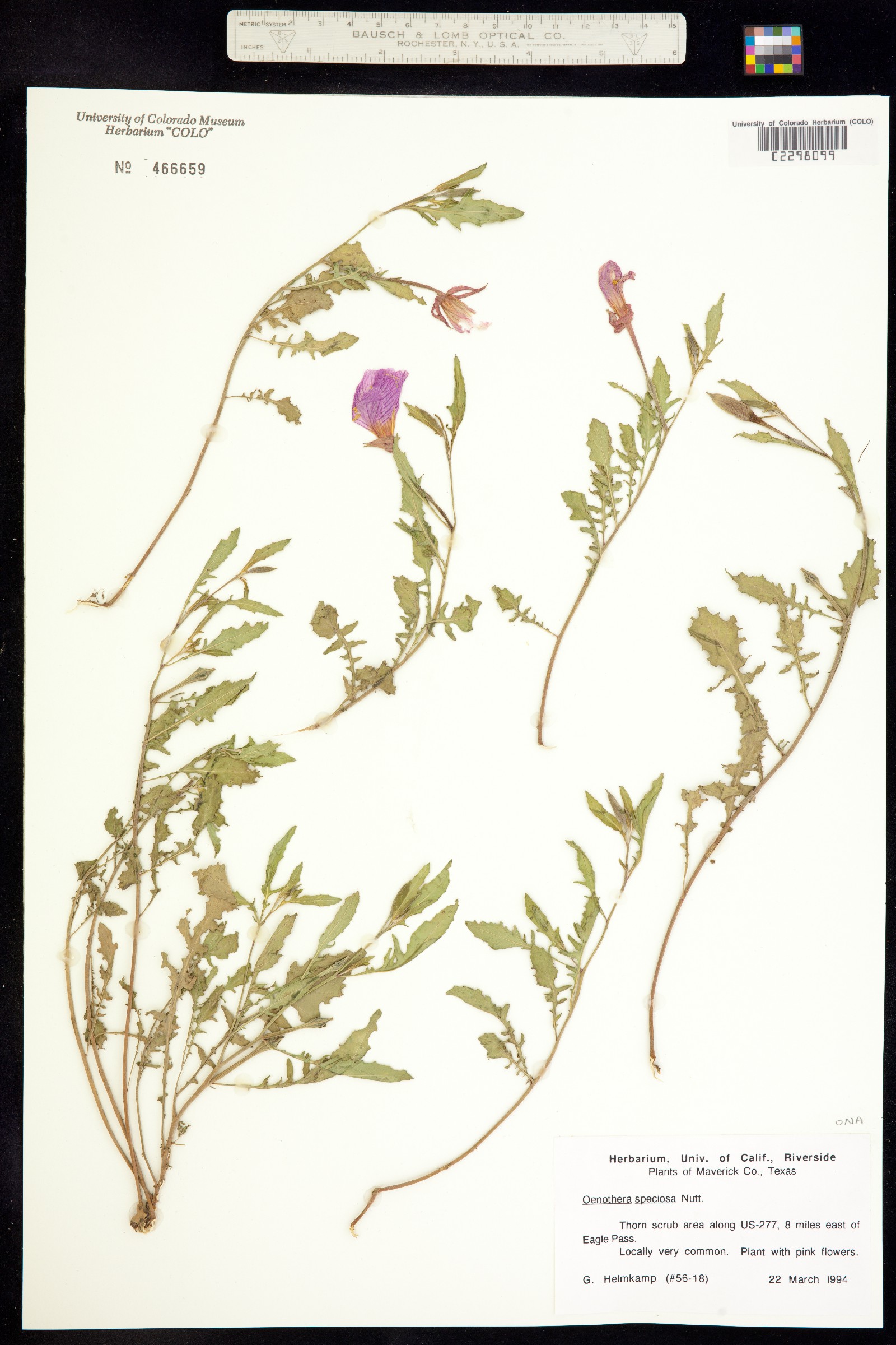 Oenothera speciosa image