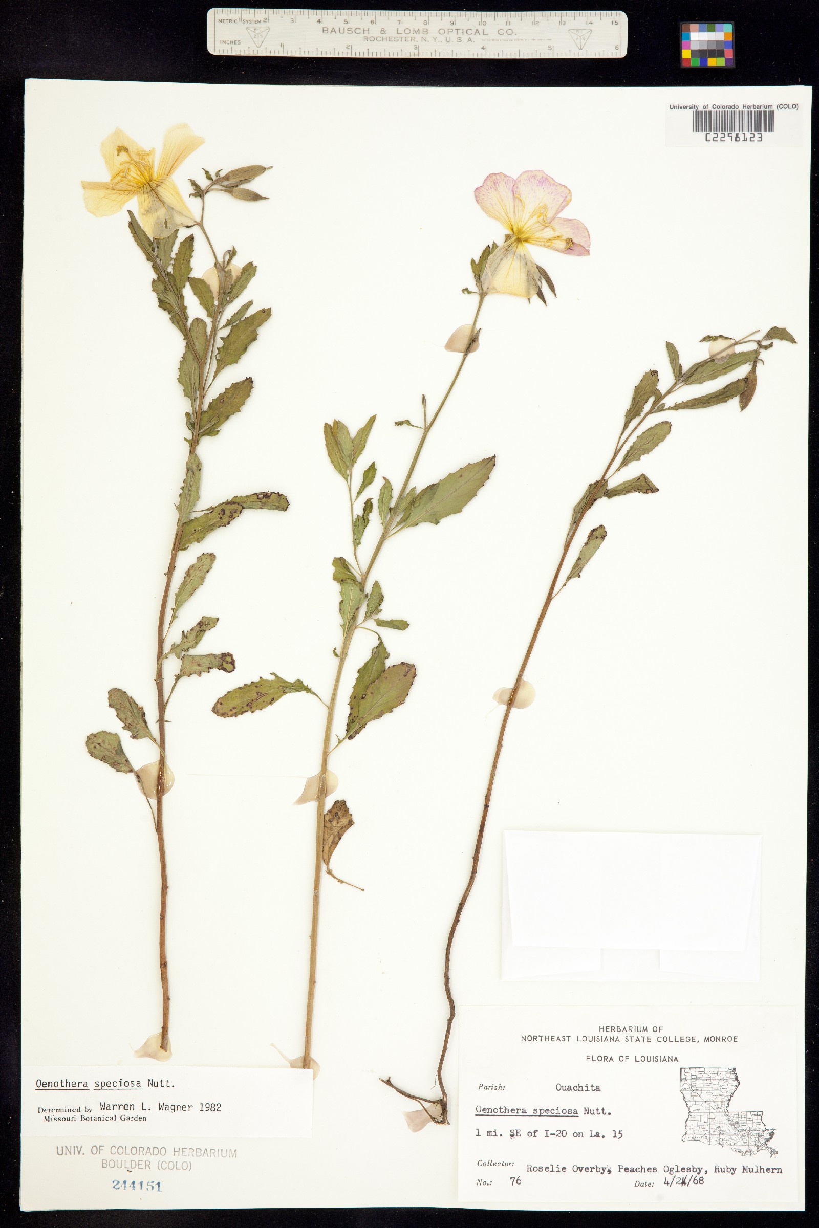 Oenothera speciosa image