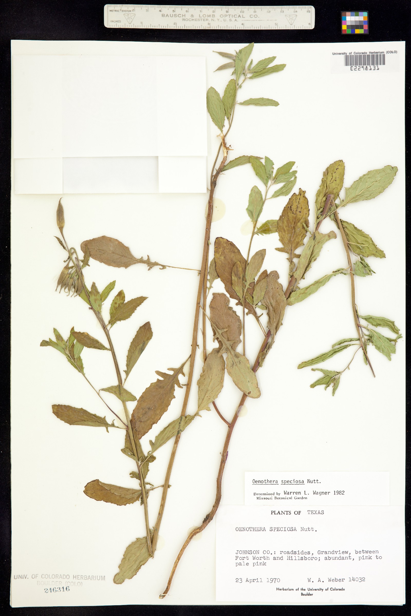 Oenothera speciosa image