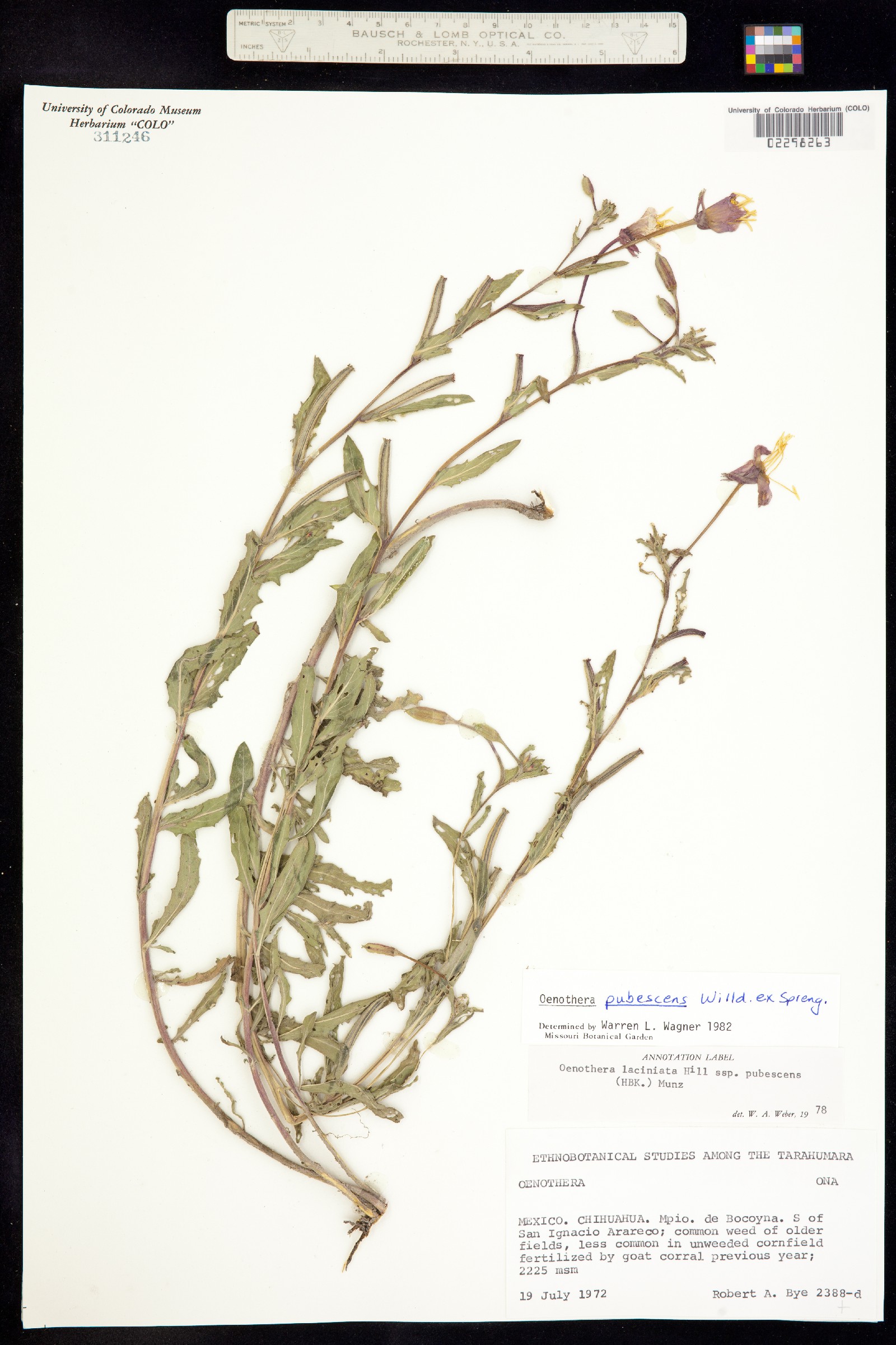 Oenothera pubescens image