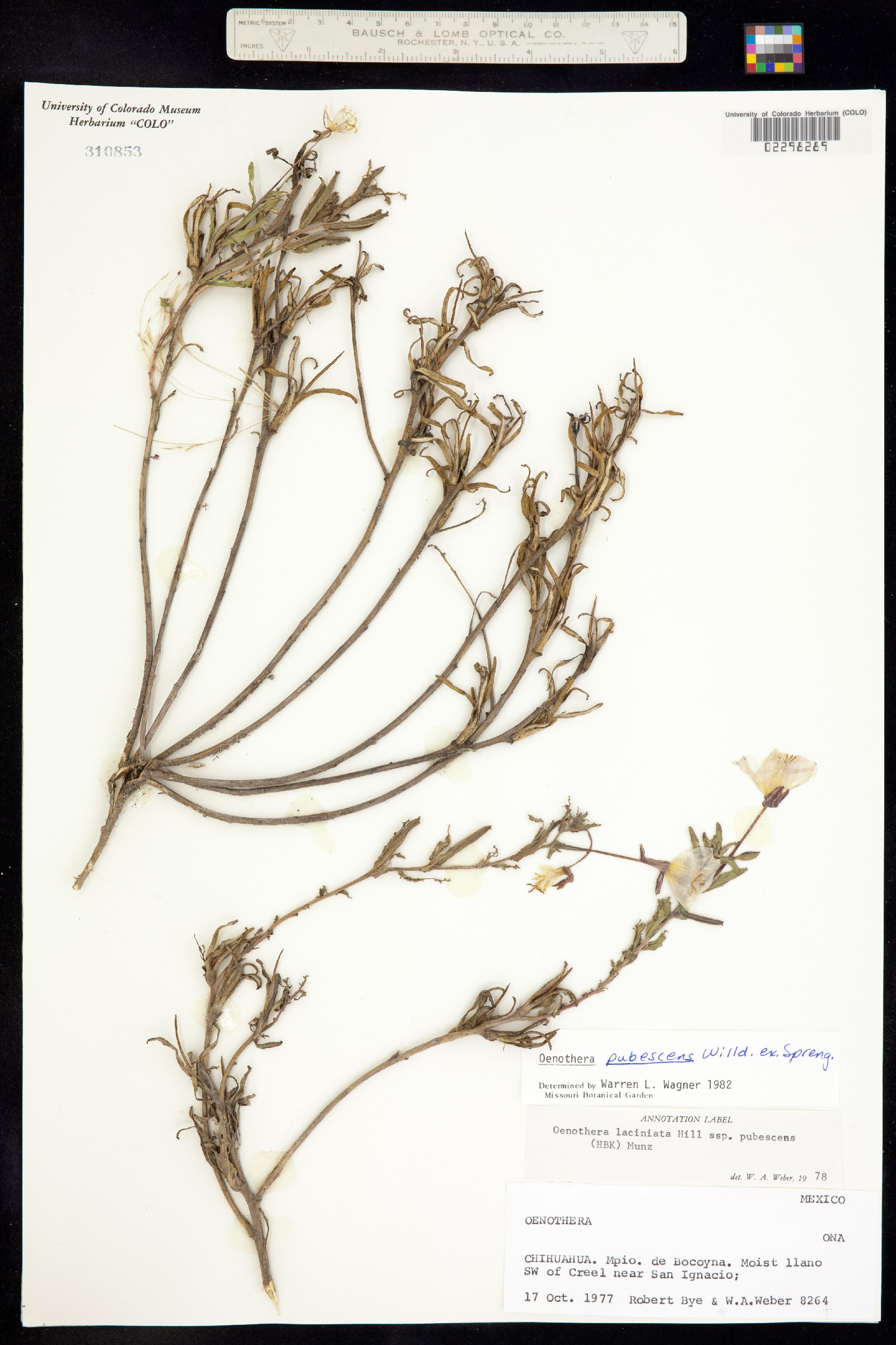 Oenothera pubescens image