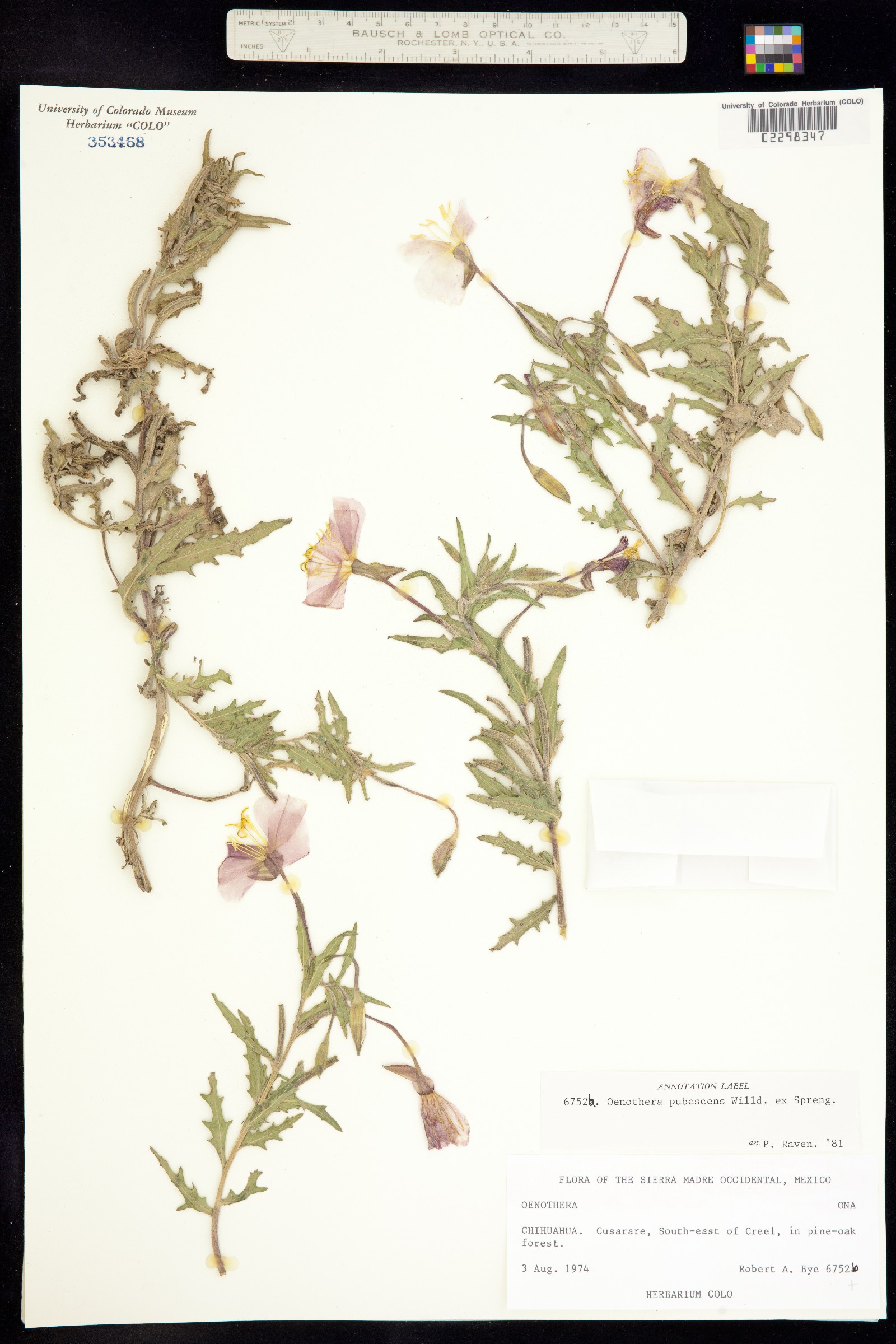 Oenothera pubescens image