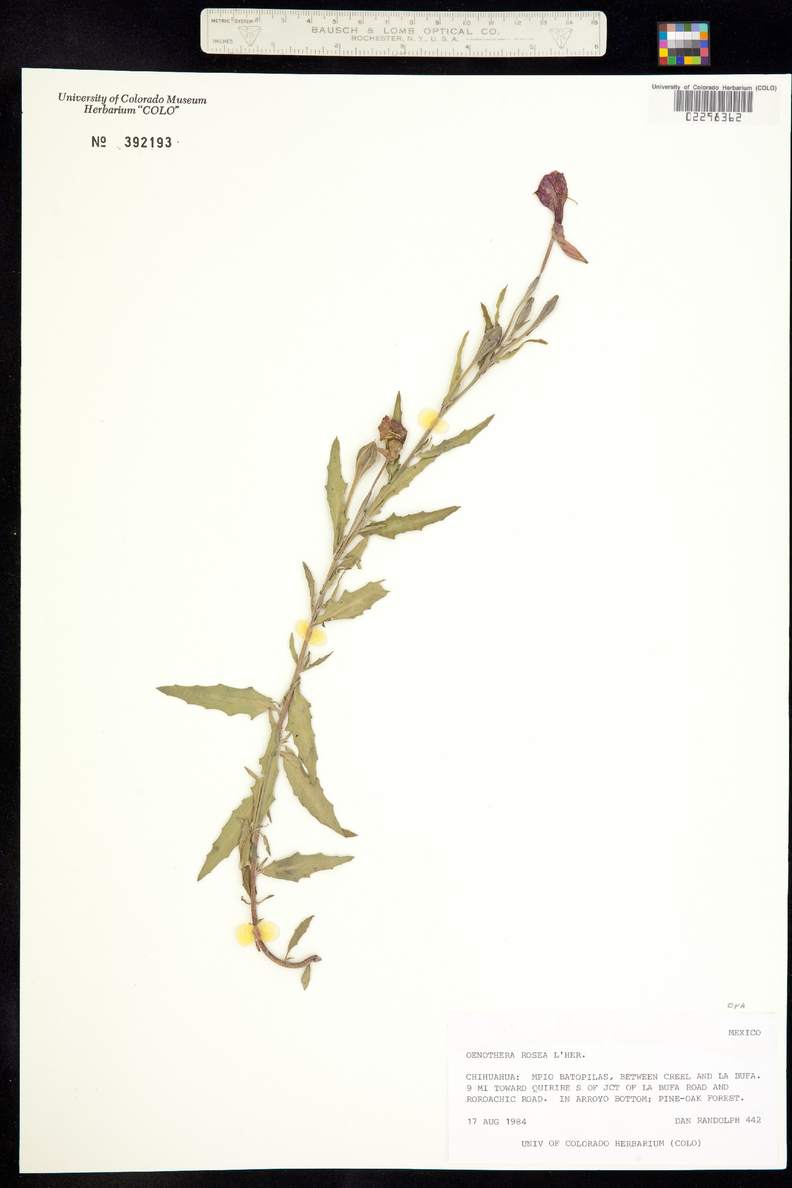 Oenothera rosea image