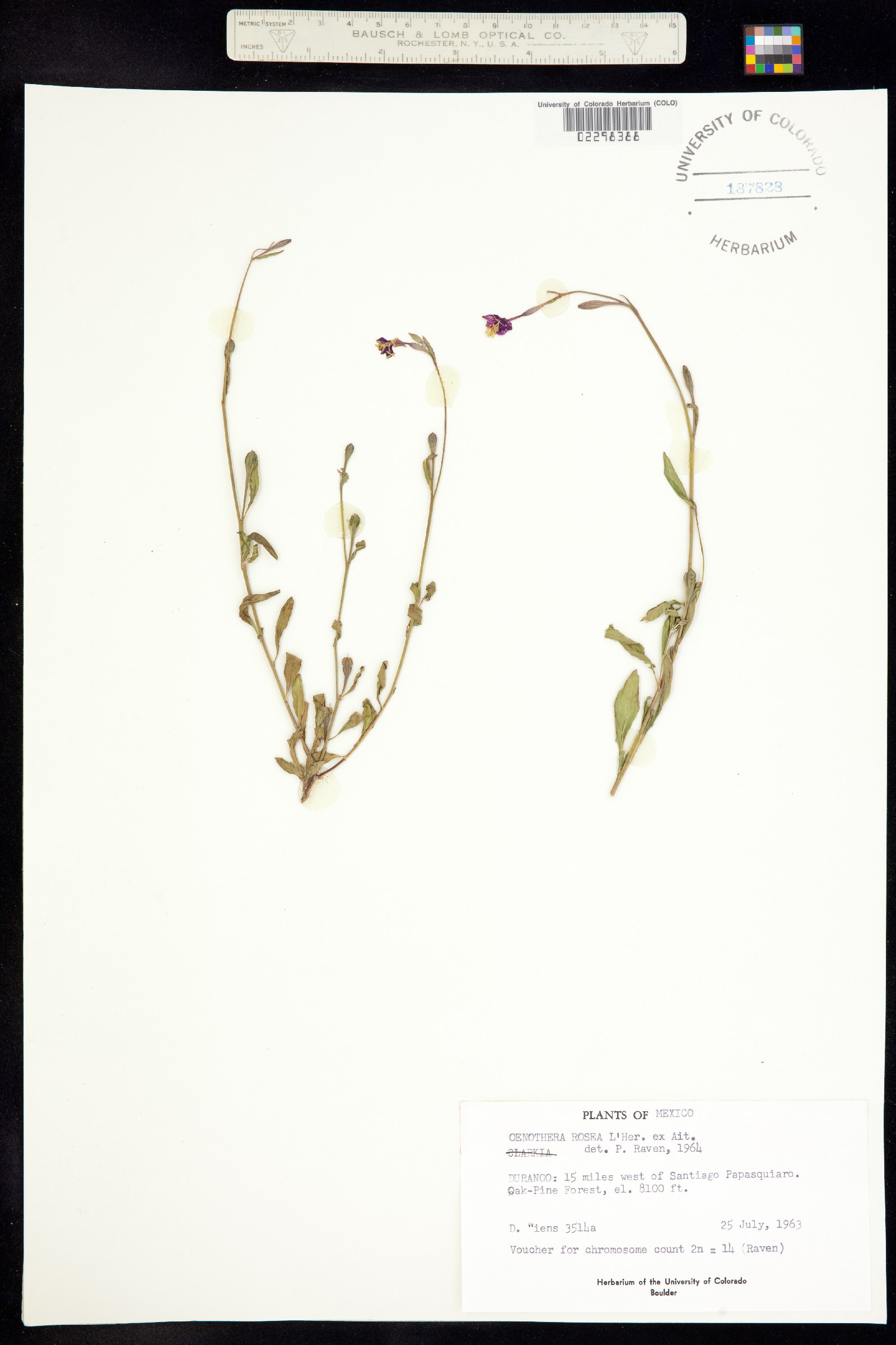 Oenothera rosea image