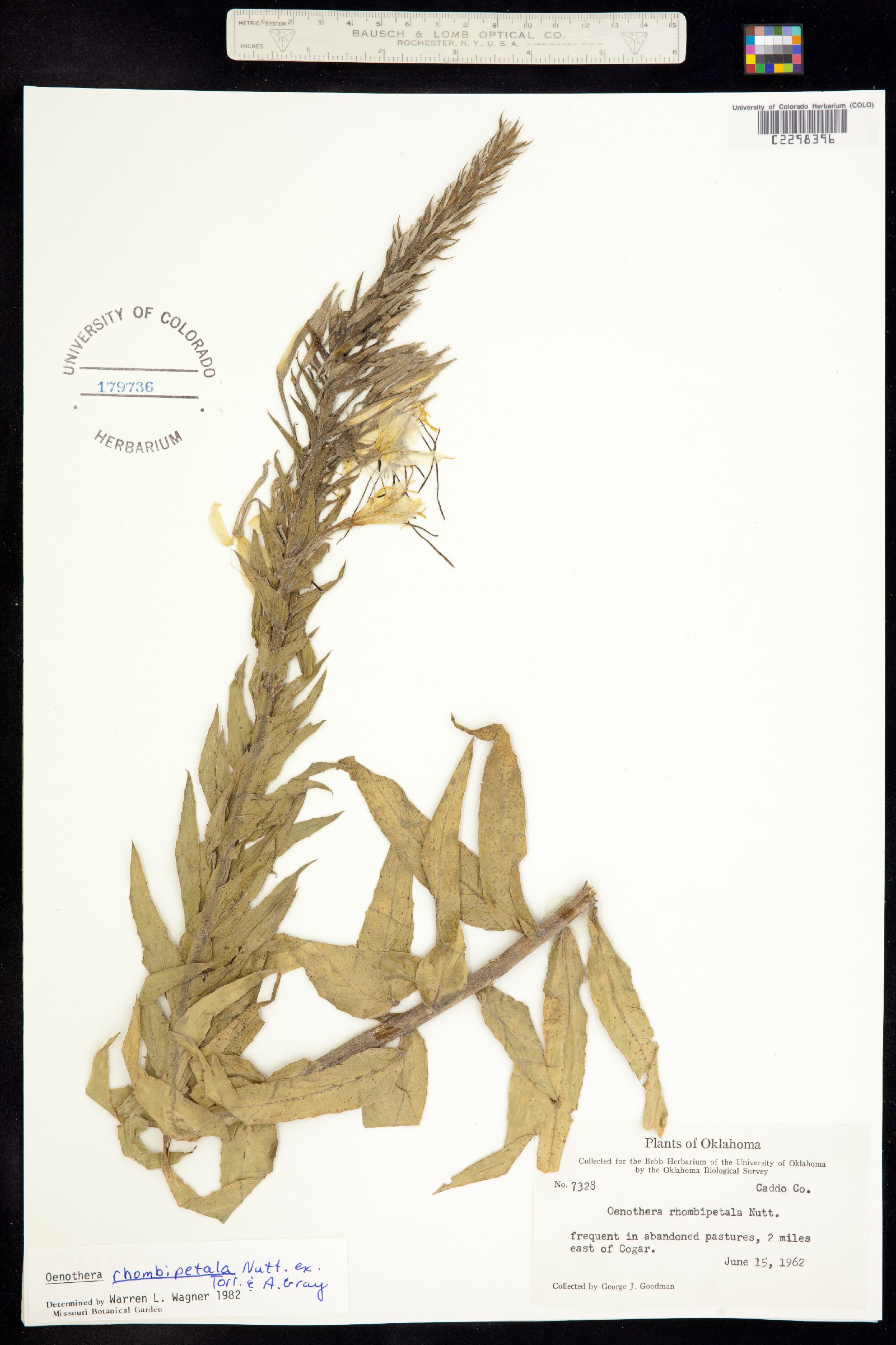 Oenothera rhombipetala image