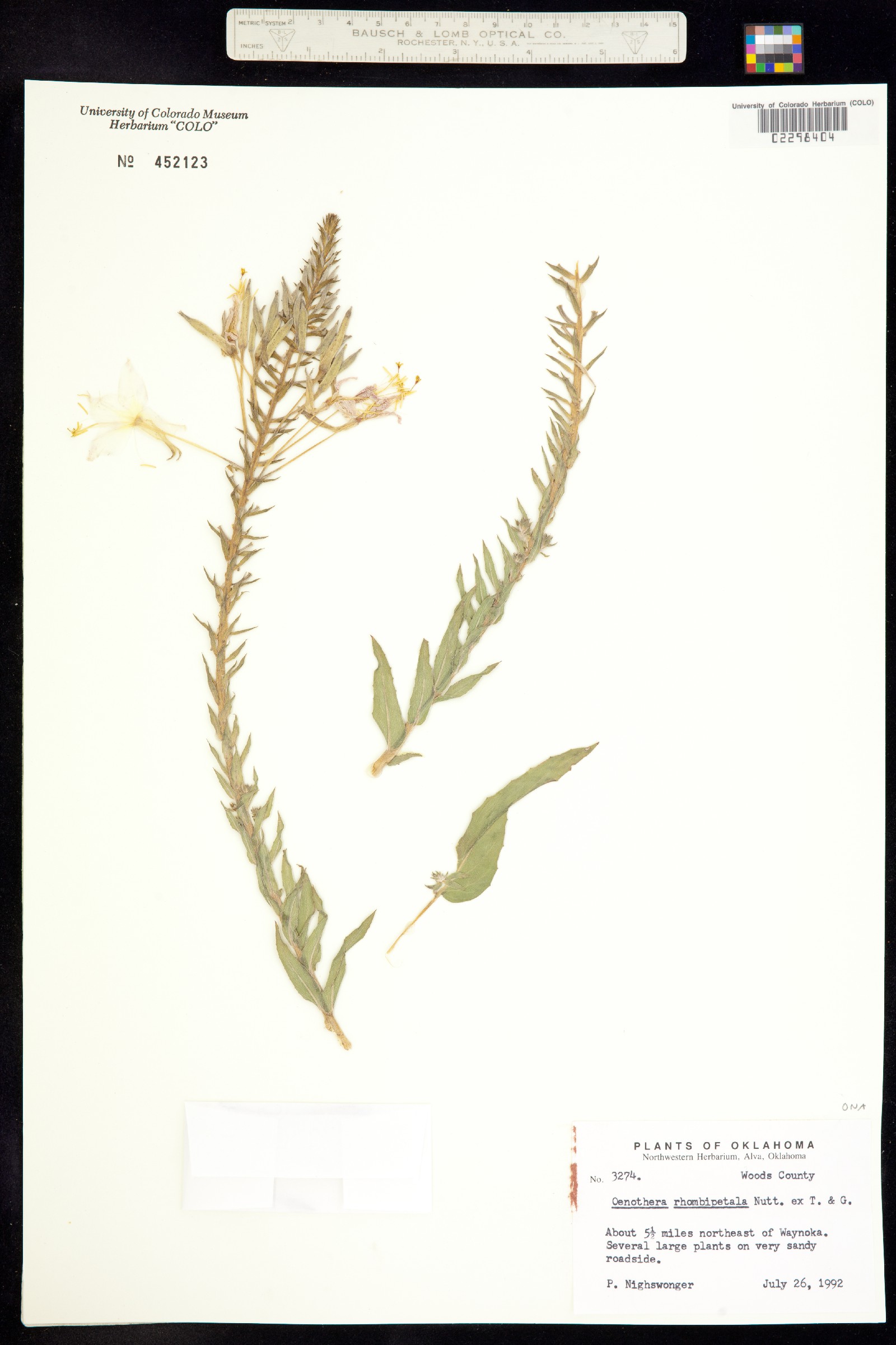 Oenothera rhombipetala image