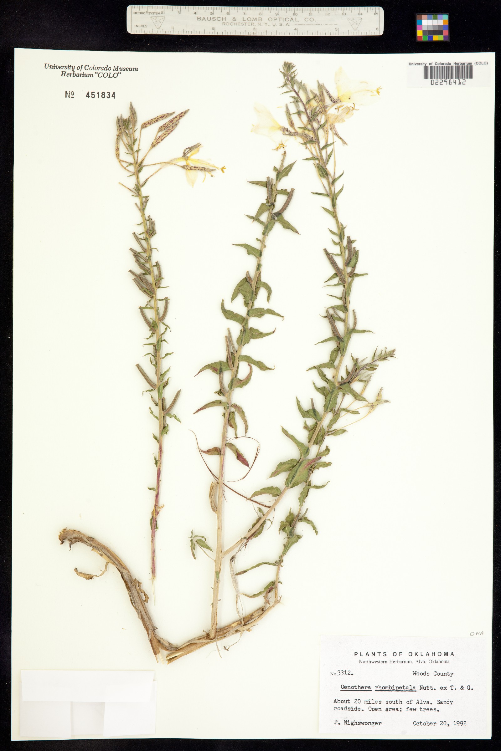 Oenothera rhombipetala image