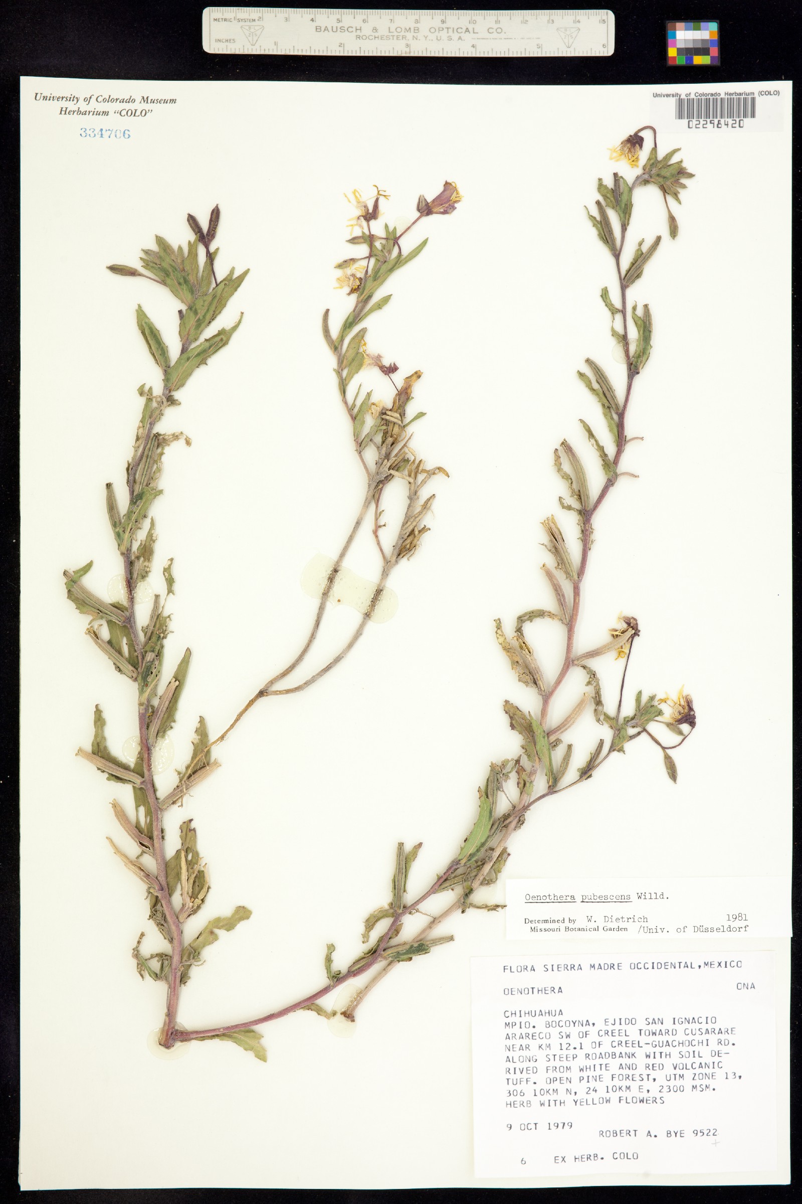 Oenothera pubescens image