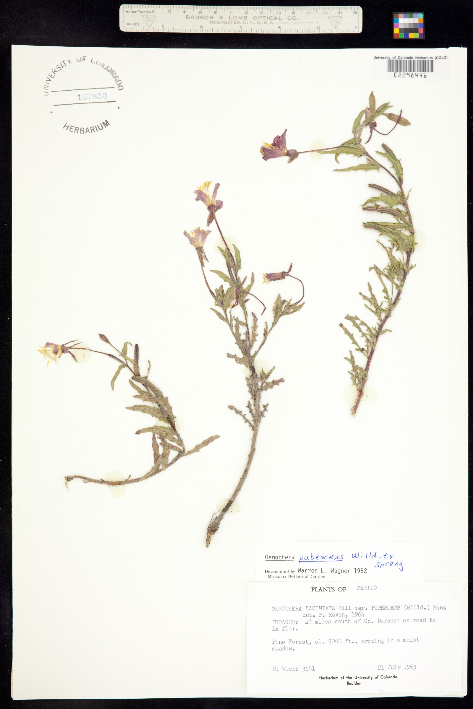 Oenothera pubescens image