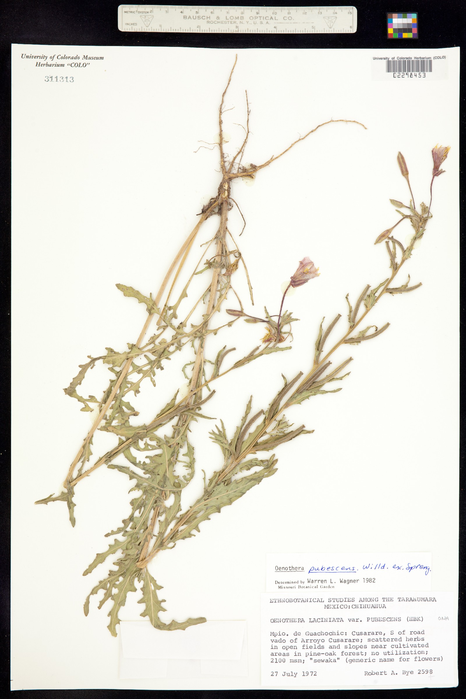 Oenothera pubescens image