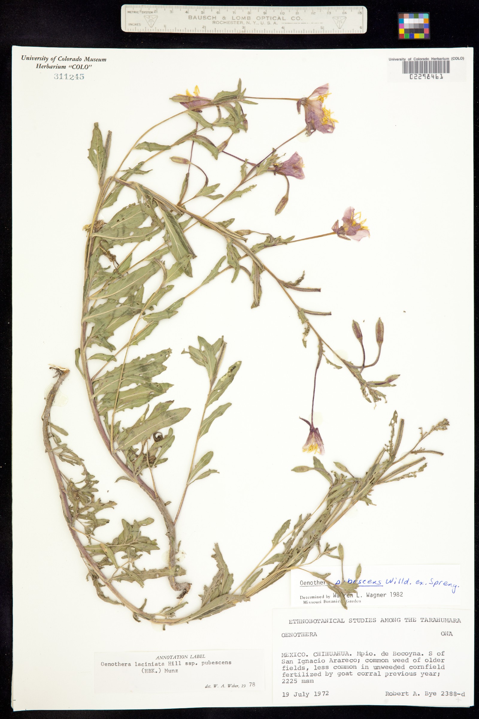 Oenothera pubescens image