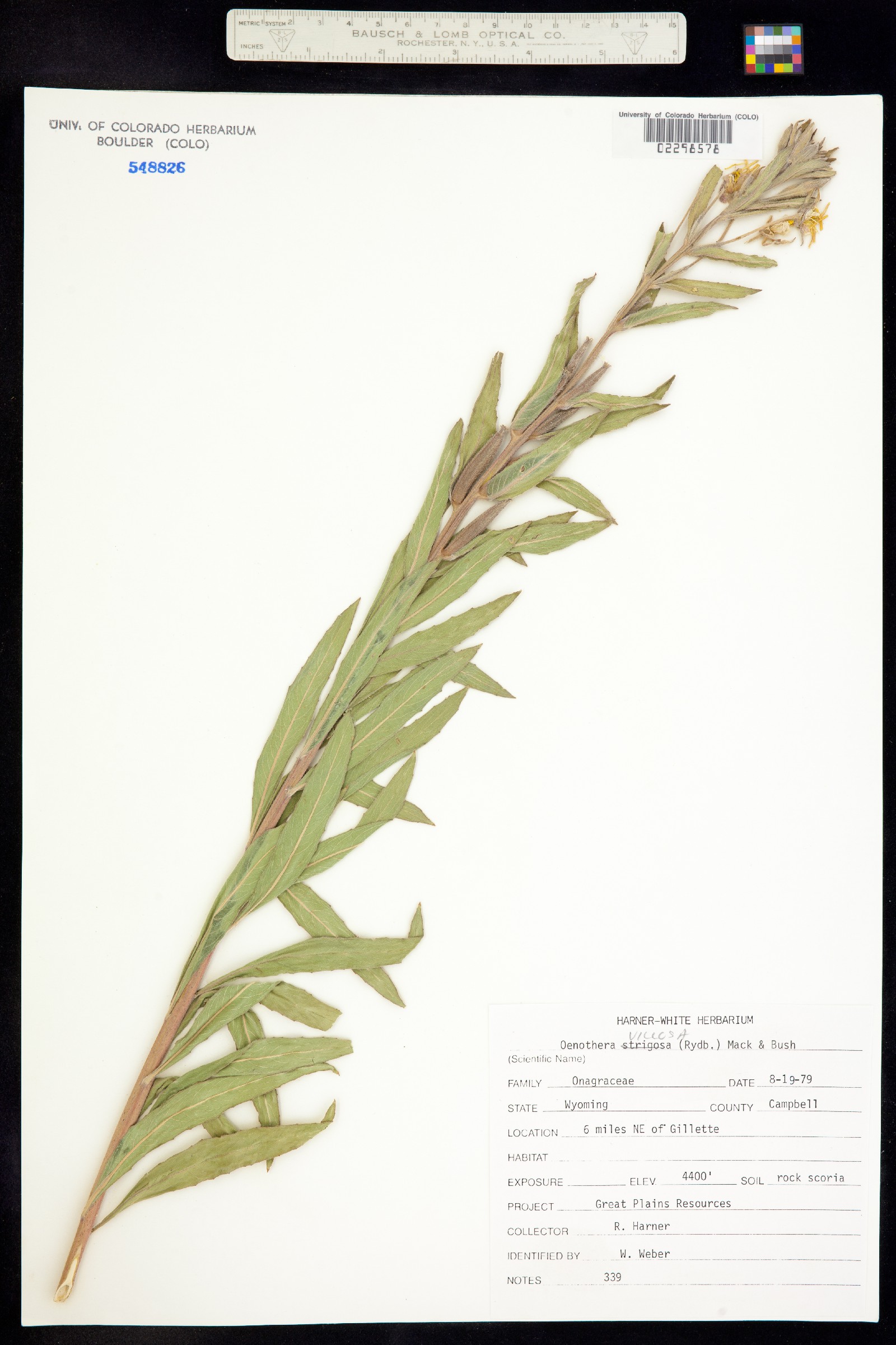 Oenothera villosa image