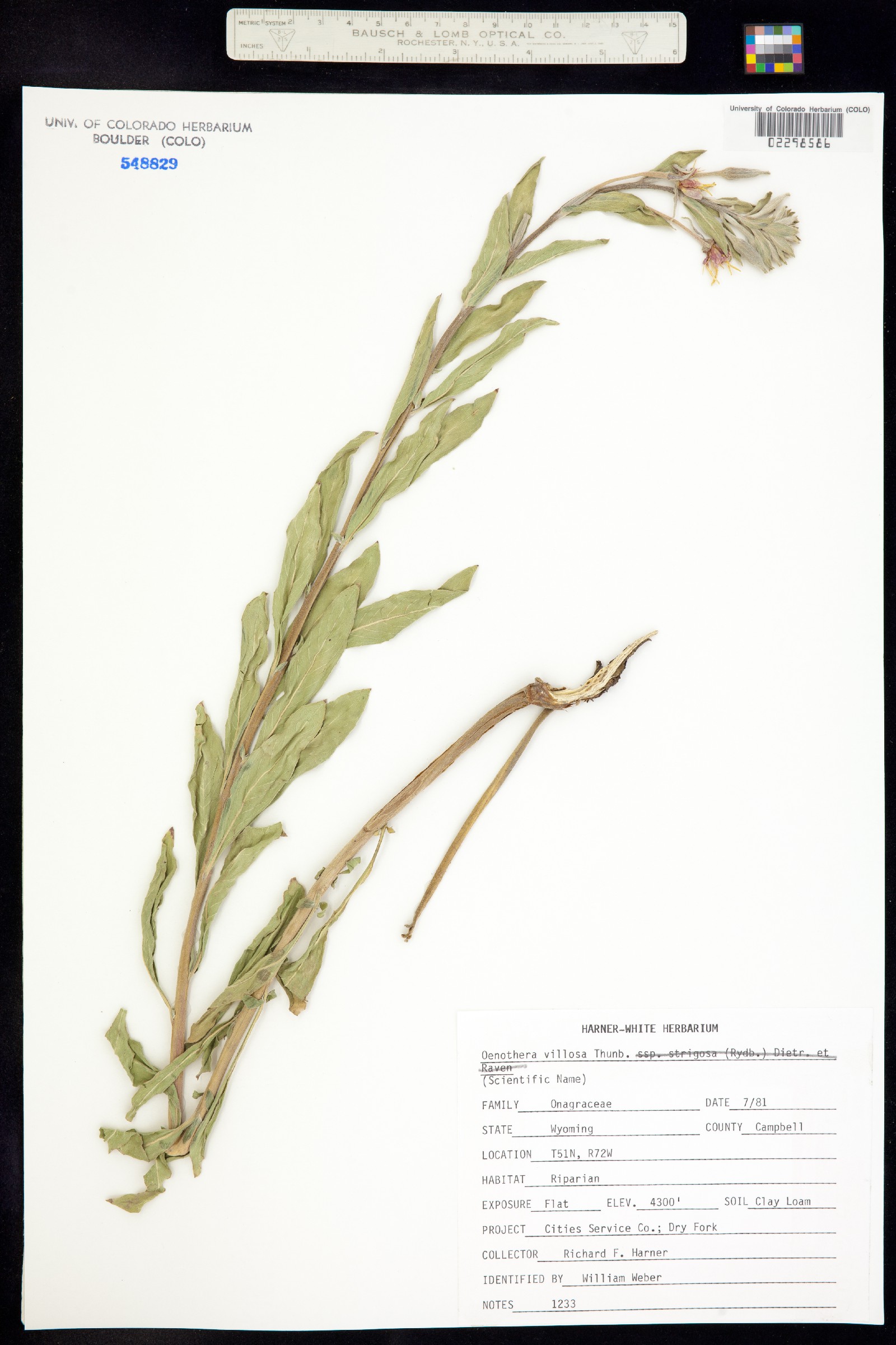 Oenothera villosa image