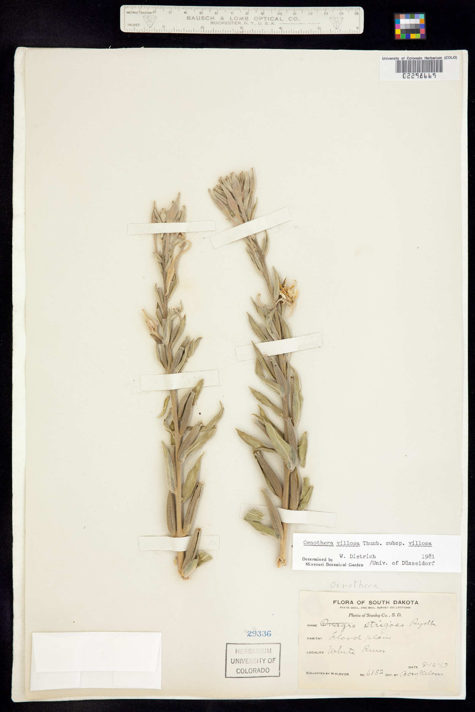Oenothera villosa ssp. villosa image