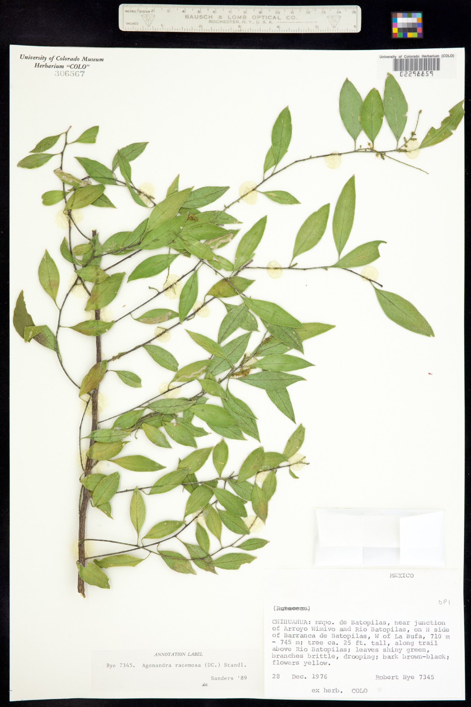 Agonandra racemosa image