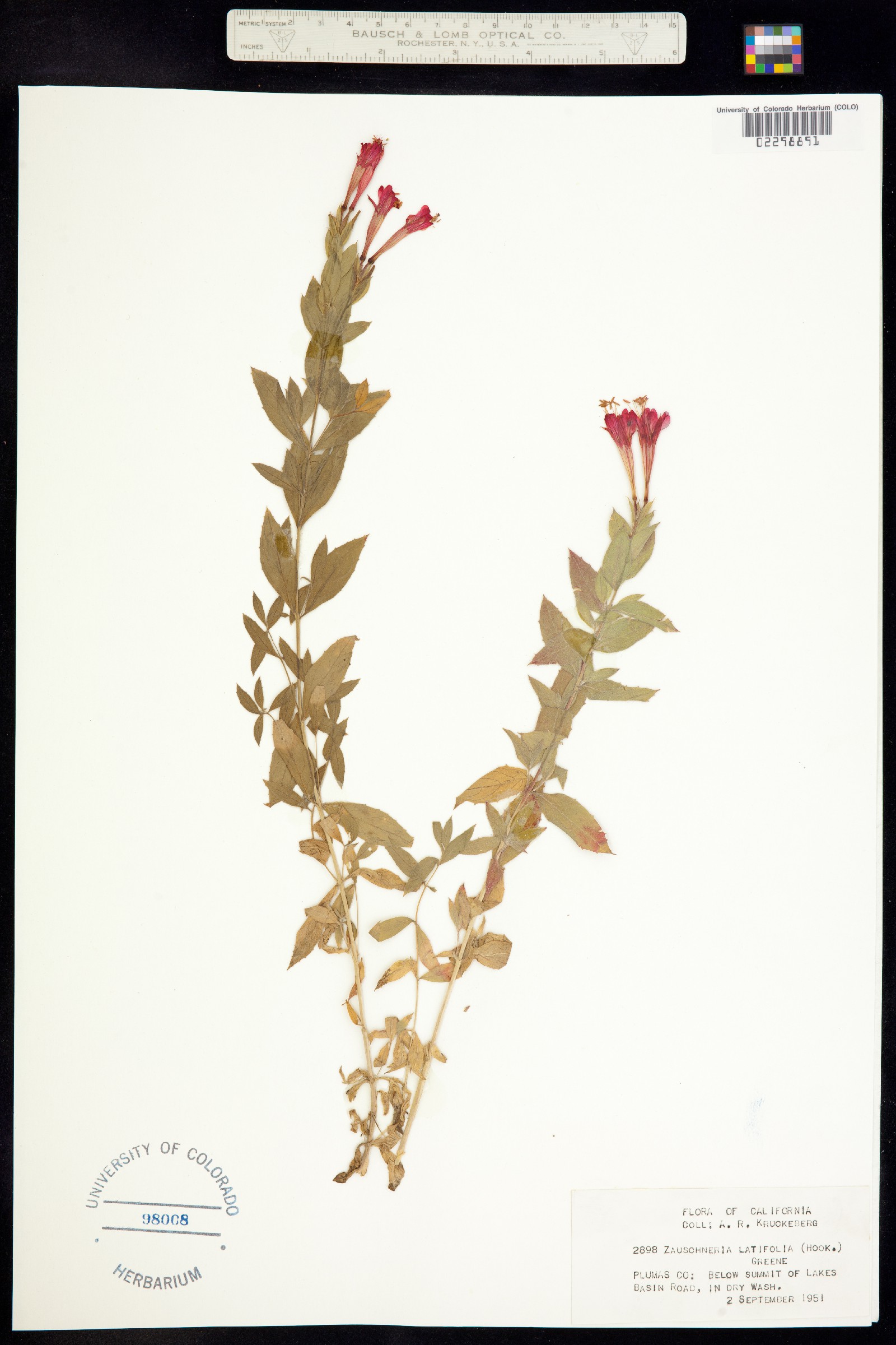 Epilobium canum ssp. latifolium image