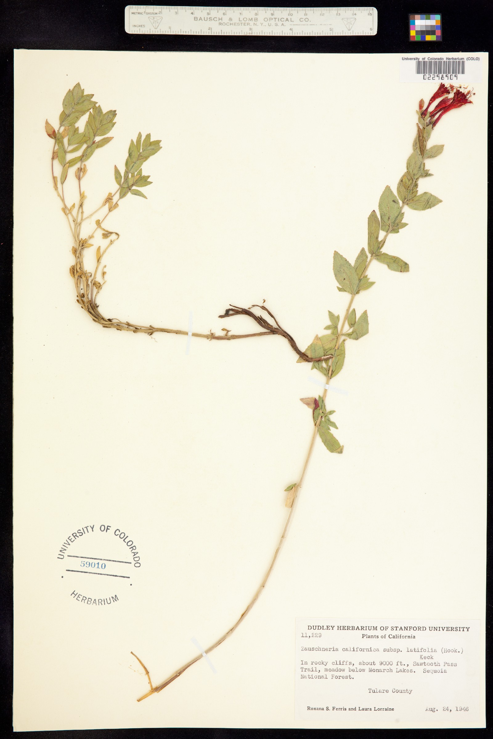 Epilobium canum ssp. latifolium image