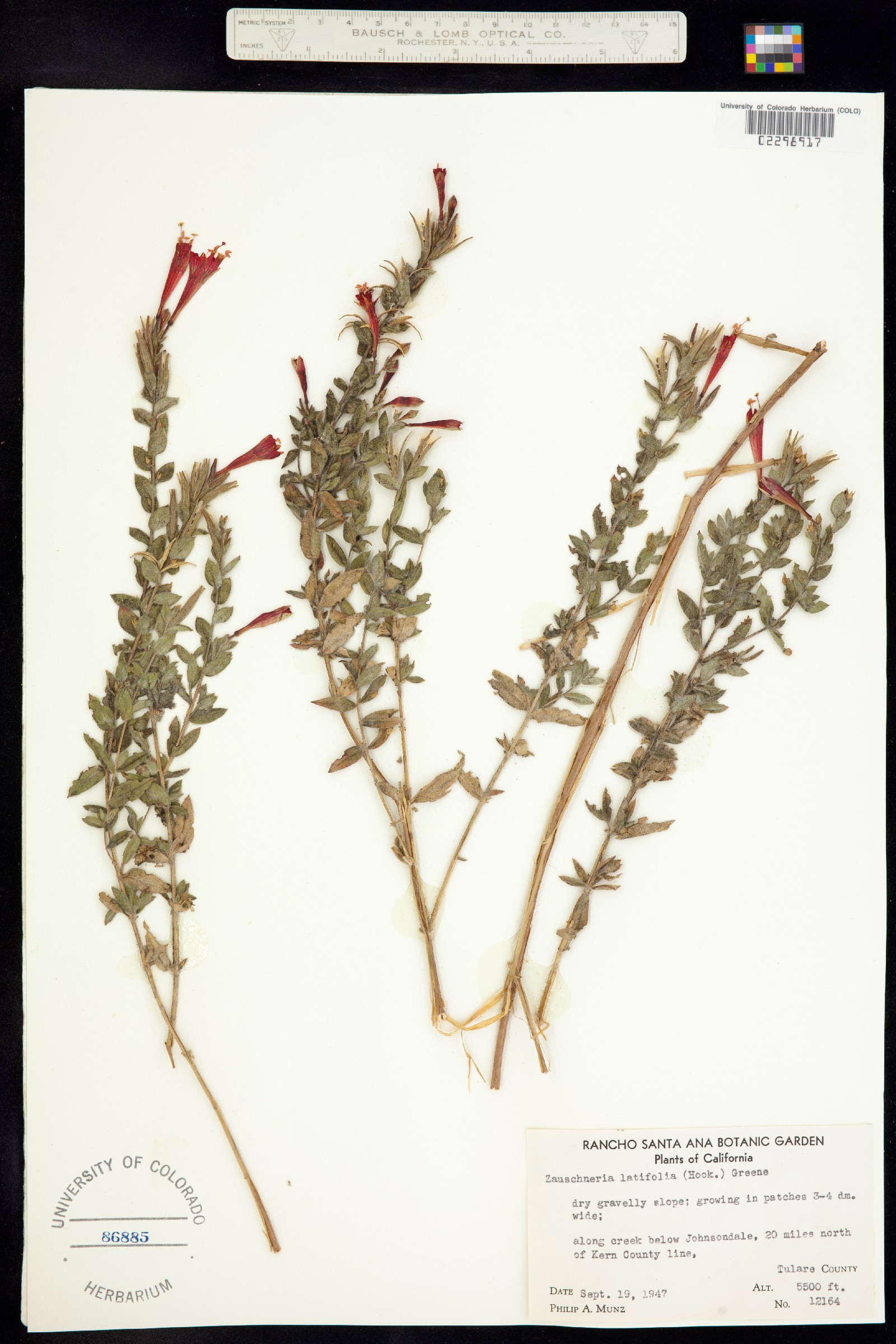 Epilobium canum ssp. latifolium image