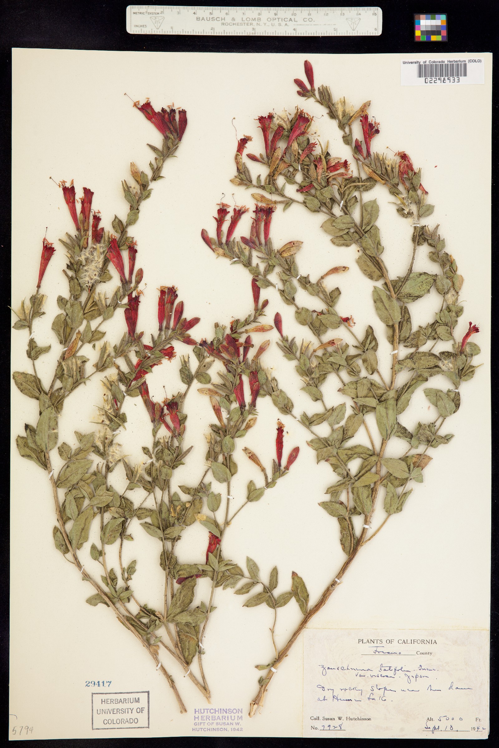 Epilobium canum ssp. latifolium image