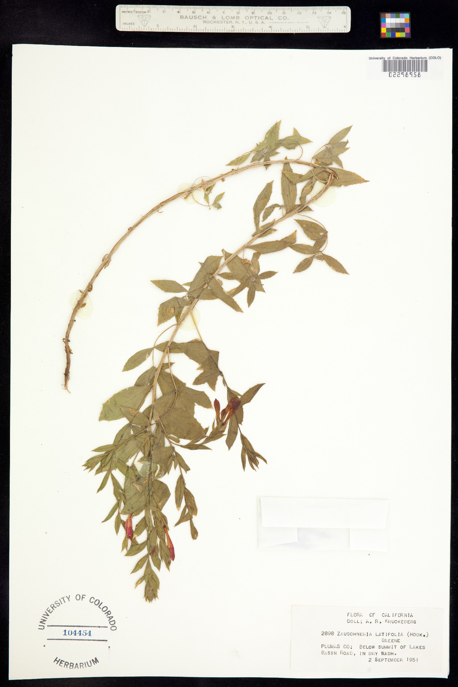Epilobium canum ssp. latifolium image