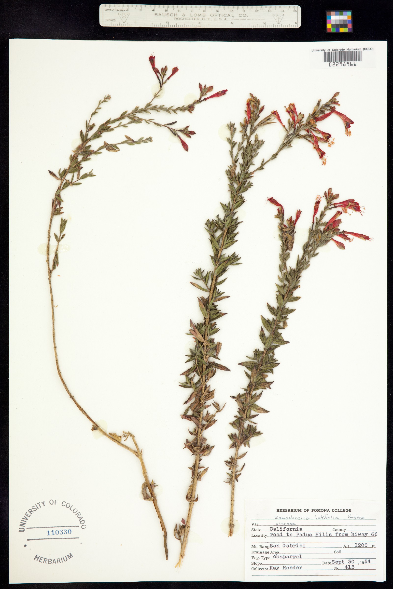 Epilobium canum ssp. latifolium image